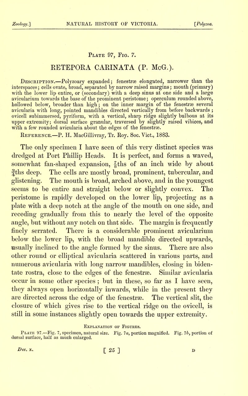 Plate 97, Fig. 7. RETEPORA CARINATA (P. McG.). Description.—Polyzoary expanded; fenestra elongated, narrower than the interspaces; cells ovate, broad, separated by narrow raised margins; mouth (primary) with the lower lip entire, or (secondary) with a deep sinus at one side and a large avicularium towards the base of the prominent peristome; operculum rounded above, hollowed below, broader than high; on the inner margin of the fenestra several avicularia with long, pointed mandibles directed vertically from before backwards ; ovicell subimmersed, pyriform, with a vertical, sharp ridge slightly bulbous at its upper extremity; dorsal surface granular, traversed by slightly raised vibices, and with a few rounded avicularia about the edges of the fenestra. Reference.—P. H. MacGillivray, Tr. Roy. Soc. Viet., 1883. The only specimen I have seen of this very distinct species was dredged at Port Phillip Heads. It is perfect, and forms a waved, somewhat fan-shaped expansion, ftlis of an inch wide by about £ths deep. The cells are mostly broad, prominent, tubercular, and glistening. The mouth is broad, arched above, and in the youngest seems to be entire and straight below or slightly convex. The peristome is rapidly developed on the lower lip, projecting as a plate with a deep notch at the angle of the mouth on one side, and receding gradually from this to nearly the level of the opposite angle, but without any notch on that side. The margin is frequently finely serrated. There is a considerable prominent avicularium below the lower lip, with the broad mandible directed upwards, usually inclined to the angle formed by the sinus. There are also other round or elliptical avicularia scattered in various parts, and numerous avicularia with long narrow mandibles, closing in biden- tate rostra, close to the edges of the fenestrse. Similar avicularia occur in some other species ; but in these, so far as I have seen, they always open horizontally inwards, while in the present they are directed across the edge of the fenestrse. The vertical slit, the closure of which gives rise to the vertical ridge on the ovicell, is still in some instances slightly open towards the upper extremity. Explanation op Figures. Plate 97.—Fig. 7, specimen, natural size. Fig. 7a, portion magnified. Fig. 7b, portion of dorsal surface, half as much enlarged.