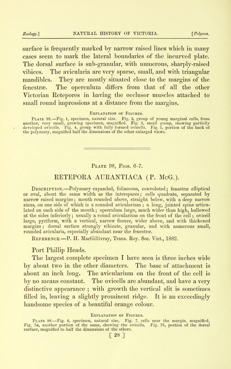 surface is frequently marked by narrow raised lines wliicli in many cases seem to mark the lateral boundaries of the incurved plate. The dorsal surface is sub-granular, with numerous, sharply-raised vibices. The avicularia are very sparse, small, and with triangular mandibles. They are mostly situated close to the margins of the fenestrse. The operculum differs from that of all the other Victorian Retepores in having the occlusor muscles attached to small round impressions at a distance from the margins. Explanation of Figures. Plate 98.—Fig. 1, specimen, natural size. Fig. 2, group of young marginal cells, from another, very small, growing specimen, magnified. Fig. 3, small group, showing partially developed ovicells. Fig. 4, group with fully formed ovicells. Fig. 5, portion of the back of the polyzoary, magnified half the dimensions of the other enlarged views. Plate 98, Figs. 6-7. RETEPORA AURANTIACA (P. McG.). Description.—Polyzoary expanded, foliaceous, convoluted; fenestrse elliptical or oval, about the same width as the interspaces; cells quadrate, separated by narrow raised margins; mouth rounded above, straight below, with a deep narrow sinus, on one side of which is a rounded avicularium ; a long, jointed spine articu- lated on each side of the mouth; operculum large, much wider than high, hollowed at the sides inferiorly; usually a round avicularium on the front of the cell; ovicell large, pyriform, with a vertical, narrow fissure, wider above, and with thickened margins ; dorsal surface strongly vibicate, granular, and with numerous small, rounded avicularia, especially abundant near the fenestrse. Reference.—P. H. MacGillivray, Trans. Roy. Soc. Viet., 1882. Port Phillip Heads. The largest complete specimen I have seen is three inches wide by about two in the other diameters. The base of attachment is about an inch long. The avicularium on the front of the cell is by no means constant. The ovicells are abundant, and have a very distinctive appearance ; with growth the vertical slit is sometimes filled in, leaving a slightly prominent ridge. It is an exceedingly handsome species of a beautiful orange colour. Explanation of Figures. Plate 98.—Fig. 6, specimen, natural size. Fig. 7, cells near the margin, magnified. Fig. 7a, another portion of the same, showing the ovicells. Fig. 1b, portion of the dorsal surface, magnified to half the dimensions of the others.