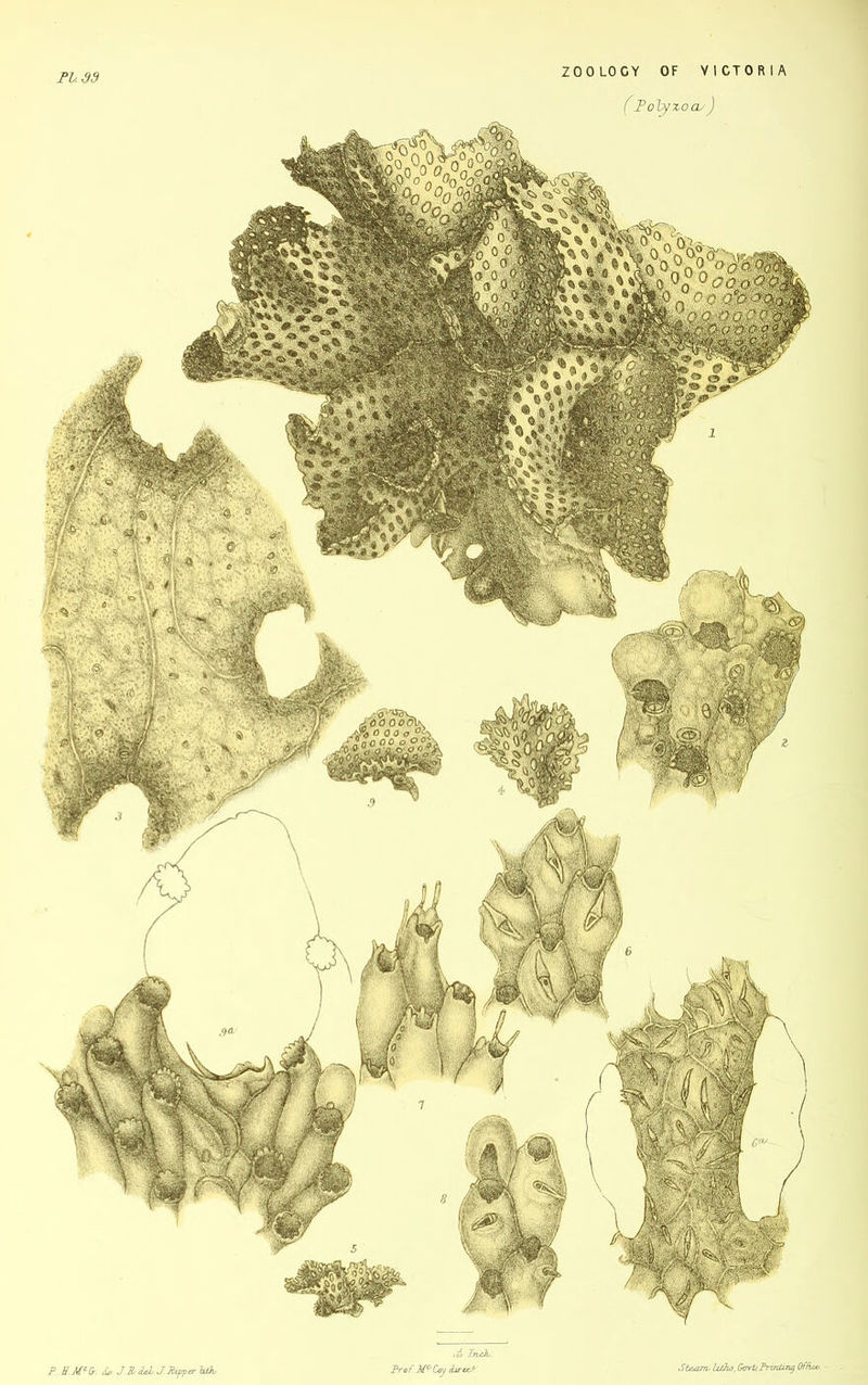 PV.S3 P EM‘& £. J.RM.J.X*fper htk lit Irui,. ProfM^Cey (brwJ- (JPolyzoa/) Siecurv UtJio, GwUPrinting Office.