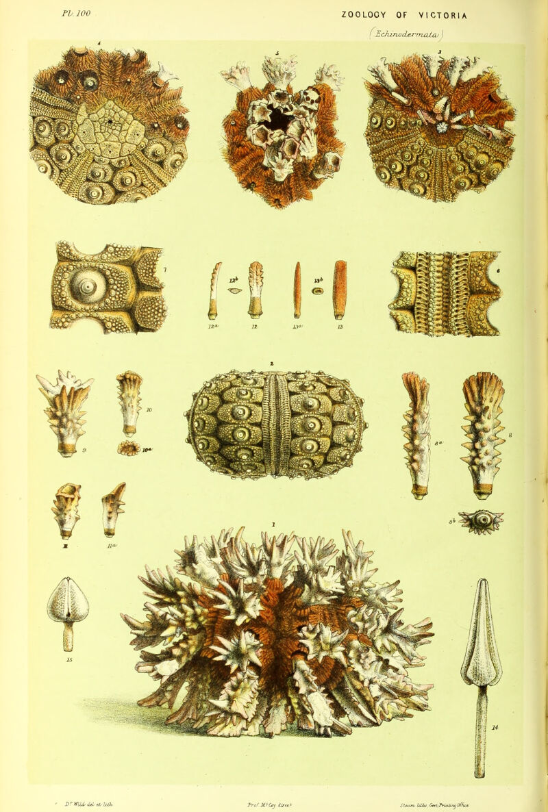 ZOOLOGY OF VICTORIA ( PckinoderrriaUv) Pb. 100 * Prof Cay dxrzc? Steam* ULho. GM-Pruitm^ Office