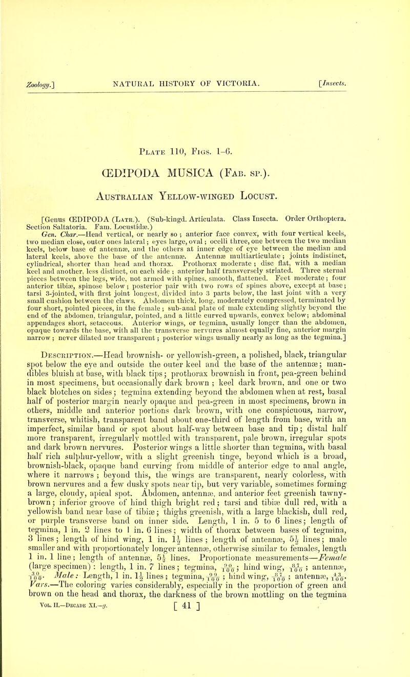 Plate 110, Figs. 1-6. GEDIPODA MUSICA (Fab. sr.). Australian Yellow-winged Locust. [Genus CEDIPODA (Late.). (Sub-kingd. Articulata. Class Insecta. Order Orthoptera. Section Saltatoria. Earn. Locustidas.) Gen. Char.—Head vertical, or nearly so ; anterior face convex, with four vertical keels, two mediau close, outer ones lateral; eyes large, oval; ocelli three, one between the two median keels, below base of antenna?, and the others at inner edge of eye between the median and lateral keels, above the base of the antennas. Antenna? multiarticulate ; joints indistinct, cylindrical, shorter tban head and thorax. Prothorax moderate ; disc flat, with a median keel and another, less distinct, on each side ; anterior half transversely striated. Three sternal pieces between the legs, wide, not armed with spines, smooth, flattened. Eeet moderate; four anterior tibia?, spinose below; posterior pair with two rows of spines above, except at base; tarsi 3-jointed, with first joint longest, divided into 3 parts below, the last joint with a very small cushion between the claws. Abdomen thick, long, moderately compressed, terminated by four short, pointed pieces, in the female ; sub-anal plate of male extending slightly beyond the end of the abdomen, triangular, pointed, and a little curved upwards, convex below; abdominal appendages short, setaceous. Anterior wings, or tegmina, usually longer than the_ abdomen, opaque towards the base, with all the transverse nervures almost equally fine, auterior margin narrow ; never dilated nor transparent; posterior wings usually nearly as long as the tegmina.] Description.—Head brownish- or yellowish-green, a polished, black, triangular spot below the eye and outside the outer keel and the base of the antennas; man- dibles bluish at base, with black tips; prothorax brownish in front, pea-green behind in most specimens, but occasionally dark brown ; keel dark brown, and one or two black blotches on sides; tegmina extending beyond the abdomen when at rest, basal half of posterior margin nearly opaque and pea-green in most specimens, brown in others, middle and anterior portions dark hrown, with one conspicuous, narrow, transverse, whitish, transparent band about one-third of length from base, with an imperfect, similar band or spot about half-way between base and tip; distal half more transparent, irregularly mottled with transparent, pale brown, irregular spots and dark brown nervures. Posterior wings a little shorter than tegmina, with basal half rich sulphur-yellow, with a slight greenish tinge, beyond which is a broad, brownish-black, opaque band curving from middle of anterior edge to anal angle, where it narrows ; beyond this, the wings are transparent, nearly colorless, with brown nervures and a few dusky spots near tip, but very variable, sometimes forming a large, cloudy, apical spot. Abdomen, antennas, and anterior feet greenish tawny- brown ; inferior groove of hind thigh bright red; tarsi and tibias dull red, with a yellowish band near base of tibiae; thighs greenish, with a large blackish, dull red, or purple transverse band on inner side. Length, 1 in. 5 to 6 lines; length of tegmina, 1 in. 2 lines to 1 in. 6 lines; width of thorax between bases of tegmina, 3 lines ; length of hind wing, 1 in. 1^ lines ; length of antennas, 5| lines; male smaller and with proportionately longer antennas, otherwise similar to females, length 1 in. 1 line; length of antennas, 5| lines. Proportionate measurements—Female (large specimen) : length, 1 in. 7 lines; tegmina, x%0^; hind wing, ; antennas, -i3crV Male : Length, 1 in. 1J lines; tegmina, -gfe ; hind wing, ; antennas, ^o- Vars.—The coloring varies considerably, especially in the proportion of green and brown on the head and thorax, the darkness of the brown mottling on the tegmina