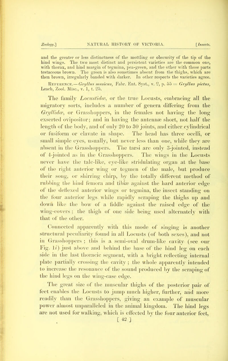 and the greater or less distinctness of the mottling or obscurity of the tip of the hind wings. The two most distinct and persistent varieties are the common one, with thorax, and hind margin of tegmina, pea-green, and the other with those parts testaceous brown. The green is also sometimes absent from the thighs, which are then brown, irregularly banded with darker. In other respects the varieties agree. Reference.— Gryllus musicus, Fabr. Ent. Syst., v. 2, p. 55 = Gryllus pietus, Leach, Zool. Misc., v. 1, t. 25. The family LocustidcB, or the true Locusts, embracing all the migratory sorts, includes a number of genera differing from the GryllidcB, or Grasshoppers, in the females not having the long exserted ovipositor; and in having the antennae short, not half the length of the body, and of only 20 to 30 joints, and either cylindrical or fusiform or clavate in shape. The head has three ocelli, or small simple eyes, usually, but never less than one, while they are absent in the Grasshoppers. The tarsi are only 3-jointed, instead of 4-jointed as in the Grasshoppers. The wings in the Locusts never have the talc-like, eye-like stridulating organ at the base of the right anterior wing or tegmen of the male, but produce their sung, or shirring chirp, by the totally different method of rubbing the hind femora and tibia) against the hard anterior edge of the deflexed anterior wings or tegmina, the insect standing on the four anterior legs Avhile rapidly scraping the thighs up and down like the bow of a fiddle against the raised edge of the wing-covers ; the thigh of one side being used alternately with that of the other. Connected apparently with this mode of singing is another structural peculiarity found in all Locusts (of both sexes), and not in Grasshoppers ; this is a semi-oval drum-like cavity (see our Fig. li) just above and behind the base of the hind leg on each side in the last thoracic segment, with a bright reflecting internal plate partially crossing the cavity ; the whole apparently intended to increase the resonance of the sound produced by the scraping of the hind legs on the wing-case edge. The great size of the muscular thighs of the posterior pair of feet enables the Locusts to jump much higher, further, and more readily than the Grasshoppers, giving an example of muscular power almost unparalleled in the animal kingdom. The hind legs are not used for walking, which is effected by the four anterior feet,