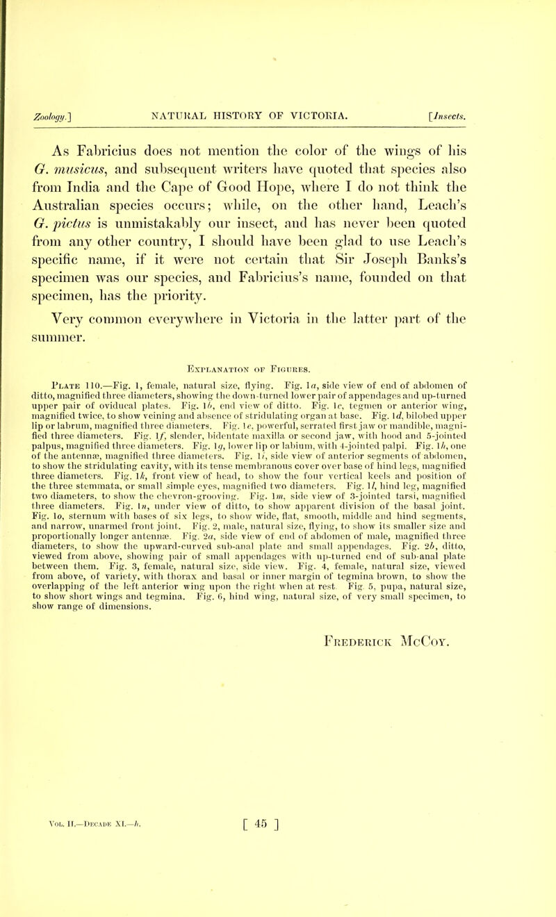 As Fabricius does not mention the color of the wings of his O. musicus, and subsequent writers have quoted that species also from India and the Cape of Good Hope, where I do not think the Australian species occurs; while, on the other hand, Leach's G. pictus is unmistakably our insect, and has never been quoted from any other country, I should have been glad to use Leach's specific name, if it were not certain that Sir Joseph Banks's specimen was our species, and Fabricius's name, founded on that specimen, has the priority. Very common everywhere in Victoria in the hitter part of the summer. Explanation of Figures. Plate 110.—Fig. 1, female, natural size, flying. Fig. la, side view of end of abdomen of ditto, magnified three diameters, showing the down -turned lower pair of appendages and up-turned upper pair of ovidueal plates. Fig. ]/>, end view of ditto. Fig. lc, tegmen or anterior wing, magnified twice, to show veining and absence of stridulating organ at base. Fig. \d, bilobed upper lip or labrum, magnified three diameters. Fig. le, powerful, serrated first jaw or mandible, magni- fied three diameters. Fig. If, slender, bidentate maxilla or second jaw, with hood and 5-jointed palpus, magnified three diameters. Fig. Ig, lower lip or labium, with 4-jointed palpi. Fig. lh, one of the antenna;, magnified three diameters. Fig. 1/, side view of anterior segments of abdomen, to show the stridulating cavity, with its tense membranous cover over base of hind le.ns, magnified three diameters. Fig. 1/;, front view of head, to show the four vertical keels and position of the three stemmata, or small simple eyes, magnified two diameters. Fig. II, hind leg, magnified two diameters, to show the chevron-grooving. Fig. lm, side view of 3-jointed tarsi, magnified three diameters. Fig. \n, under view of ditto, to show apparent division of the basal joint. Fig. lo, sternum with bases of six legs, to show wide, flat, smooth, middle and hind segments, and narrow, unarmed front joint. Fig. 2, male, natural size, flying, to show its smaller size and proportionally longer antenna?. Fig. 2a, side view of end of abdomen of male, magnified three diameters, to show the upward-curved sub-anal plate and small appendages. Fig. 2b, ditto, viewed from above, showing pair of small appendages with up-turned end of sub-anal plate between them. Fig. 3, female, natural size, side view. Fig. 4, female, natural size, viewed from above, of variety, with thorax and basal or inner margin of tegmina brown, to show the overlapping of the left anterior wing upon the right when at rest. Fig. 5, pupa, natural size, to show short wings and tegmina. Fig. 6, hind wing, natural size, of very small specimen, to show range of dimensions. Frederick McCoy.