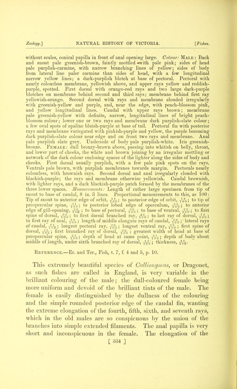 without scales, conical papilla in front of anal opening large. Colour: Male : Back and snout pale greenish-brown, faintly mottled -with pale pink; sides of head pale purplish-carmine, with narrow branching lines of yellow; sides of body from lateral line paler carmine than sides of head, with a few longitudinal narrow yellow lines; a dark-purplish blotch at base of pectoral. Pectoral with nearly colourless membrane, yellowish above, and upper rays yellow and reddish- purple, spotted. First dorsal with orange-red rays and two large dark-purple blotches on membrane behind second and third rays; membrane behind first ray yellowish-orange. Second dorsal with rays and membrane clouded irregularly with greenish-yellow and purple, and, near the edge, with peach-blossom pink, and yellow longitudinal lines. Caudal with upper rays brown; membrane pale greenish-yellow with definite, narrow, longitudinal lines of bright peach- blossom colour; lower one or two rays and membrane dark purplish-slate colour; a few oval spots of opaline bluish-purple at base of tail. Pectoral fin with posterior rays and membrane variegated with pinkish-purple and yellow, the purple becoming dark purplish-slate colour near edge and on front two rays and membrane. Anal pale purplish slate grey. Underside of body pale purplish-white. Iris greenish- bronze. Female : dull bronzy-brown above, passing into whitish on belly, throat, and lower part of cheeks, the white and brown joining by an irregular mottling or network of the dark colour enclosing spaces of the lighter along the sides of body and cheeks. First dorsal usually purplish, with a few pale pink spots on the rays. Ventrals pale brown, with purplish membranes towards margin. Pectorals nearly colourless, with brownish rays. Second dorsal and anal irregularly clouded with blackish-purple; the rays and membrane otherwise yellowish. Caudal brownish, with lighter rays, and a dark blackish-purple patch formed by the membranes of the three lower spaces. Measurements: Length of rather large specimen from tip of snout to base of caudal, 8 in. 3 lines. Proportional measurements to this, as 100: Tip of snout to anterior edge of orbit, ^V; to posterior edge of orbit, to tip of preopercular spine, -j3^; to posterior lobed edge of operculum, yo3o? t0 anterior edge of gill-opening, ; to base of pectoral, TTnrJ to base or> ventral, x2o%; to first spine of dorsal, ; to first dorsal branched ray, T4<fV; to last ray of dorsal, ; to first ray of anal, y4^; length of middle elongate rays of caudal, f3^; lateral rays of caudal, -fifc; longest pectoral ray, y2^; longest ventral ray, y2^; first spine of dorsal, xTnjj ^rs^ branched ray of dorsal, ; greatest width of head at base of preopercular spine, y2^; depth of head at same point, T2nr; depth of body about middle of length, under sixth branched ray of dorsal, y1^; thickness, Tyfr. Reference.—Er. and Ter., Fish, t. 7, f. 4 and 5, p. 10. This extremely beautiful species of Callionymus, or Dragonet, as such fishes are called in England, is very variable in the brilliant colouring of the male; the dull-coloured female being more uniform and devoid of the brilliant tints of the male. The female is easily distinguished by the dullness of the colouring and the simple rounded posterior edge of the caudal fin, wanting the extreme elongation of the fourth, fifth, sixth, and seventh rays, which in the old males are so conspicuous by the union of the branches into simple extended filaments. The anal papilla is very short and inconspicuous in the female. The elongation of the