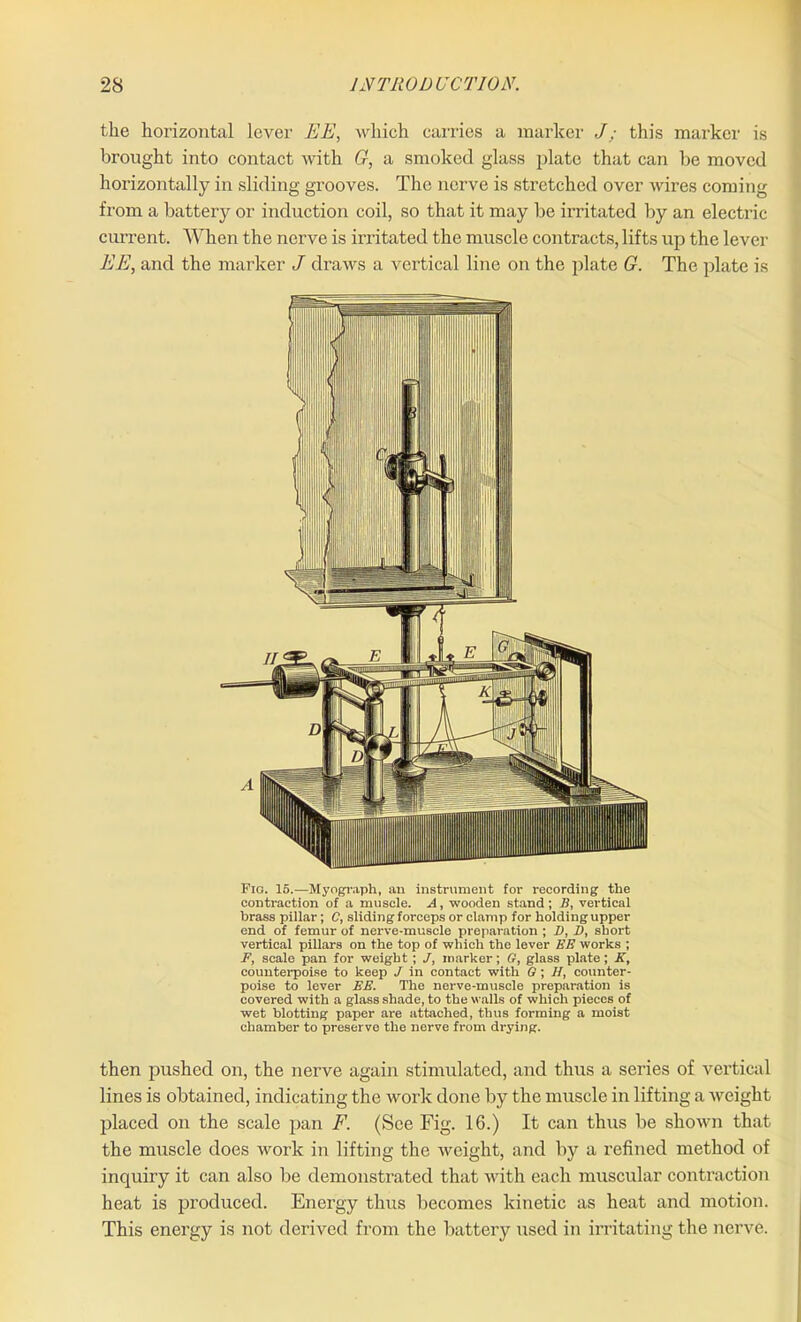 the horizontal lever EE, which carries a marker J; this marker is brought into contact with G, a smoked glass plate that can be moved horizontally in sliding grooves. The nerve is stretched over wires coming from a battery or induction coil, so that it may be irritated by an electric current. When the nerve is irritated the muscle contracts, lifts up the lever EE, and the marker J draws a vertical line on the plate G. The plate is Fia. 15.—Myograph, an instrument for recording the contraction of a muscle. A, wooden stand ; B, vertical brass pillar; C, sliding forceps or clamp for holding upper end of femur of nerve-muscle preparation ; B, D, short vertical pillars on the top of which the lever EE works ; F, scale pan for weight ; J, marker; G, glass plate; K, counterpoise to keep J in contact with G; H, counter- poise to lever EE. The nerve-muscle preparation is covered with a glass shade, to the walls of which pieces of wet blotting paper are attached, thus forming a moist chamber to preserve the nerve from drying. then pushed on, the nerve again stimulated, and thus a series of vertical lines is obtained, indicating the work done by the muscle in lifting a weight placed on the scale pan F. (See Fig. 16.) It can thus be shown that the muscle does work in lifting the weight, and by a refined method of inquiry it can also be demonstrated that with each muscular contraction heat is produced. Energy thus becomes kinetic as heat and motion. This energy is not derived from the battery used in irritating the nerve.