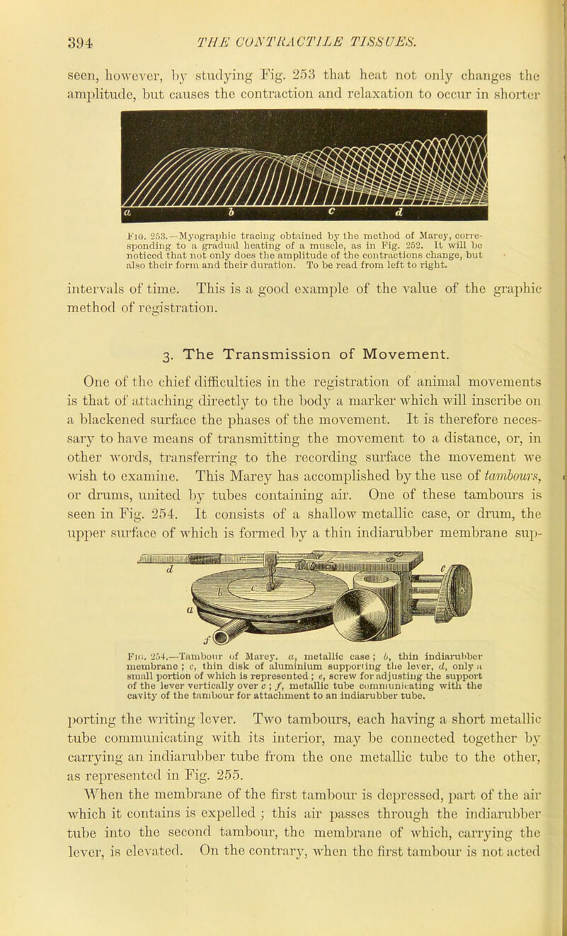 seen, however, by studying Fig. 253 that heat not only changes the amplitude, but causes the contraction and relaxation to occur in shorter Fig. 253.—Myograpbic tracing obtained by the method of Marey, corre- sponding to a gradual heating of a muscle, as in Fig. 252. It will be noticed that not only does the amplitude of the contractions change, but also their form and their duration. To be read from left to right. intervals of time. This is a good example of the value of the graphic method of registration. 3. The Transmission of Movement. One of the chief difficulties in the registration of animal movements is that of attaching directly to the body a marker which will inscribe on a blackened surface the phases of the movement. It is therefore neces- sarjr to have means of transmitting the movement to a distance, or, in other words, transferring to the recording surface the movement we wish to examine. This Marey has accomplished by the use of tambours, or drums, united by tubes containing air. One of these tambours is seen in Fig. 254. It consists of a shallow metallic case, or drum, the upper surface of which is formed by a thin indiarubber membrane sup- Fio. 264.—Tambour of Marey. a, metallic case ; 6, thin Indiarubber membrane ; c, thin disk of aluminium supporting the lever, d, only a small portion of which is represented ; e, screw for adjusting the support of the lever vertically over c ; /, metallic tube communicating with the cavity of the tambour for attachment to an indiarubber tube. porting the writing lever. Two tambours, each having a short metallic tube communicating with its interior, may be connected together by carrying an indiarubber tube from the one metallic tube to the other, as represented in Fig. 255. When the membrane of the first tambour is depressed, part of the air which it contains is expelled ; this air passes through the indiarubber tube into the second tambour, the membrane of which, carrying the lever, is elevated. On the contrary, when the first tambour is not acted