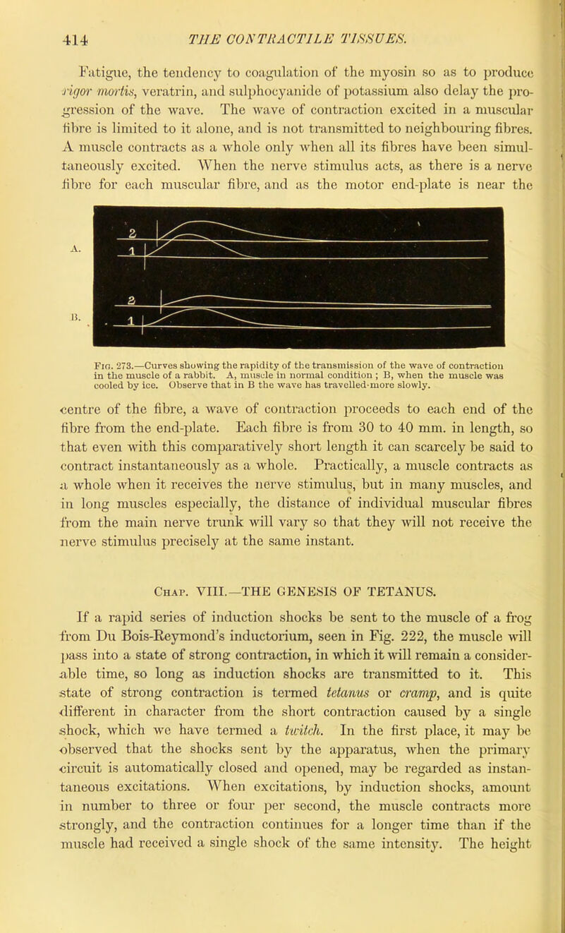 Fatigue, the tendency to coagulation of the myosin so as to produce rigor mortis, veratrin, and sulphocyanide of potassium also delay the pro- gression of the wave. The wave of contraction excited in a muscular fibre is limited to it alone, and is not transmitted to neighbouring fibres. A muscle contracts as a whole only when all its fibres have been simul- taneously excited. When the nerve stimulus acts, as there is a nerve fibre for each muscular fibre, and as the motor end-plate is near the Fio. 273.—Curves showing the rapidity of the transmission of the wave of contraction in the muscle of a rabbit. A, muscle in normal condition ; B, when the muscle was cooled by ice. Observe that in B the wave has travelled-more slowly. centre of the fibre, a wave of contraction proceeds to each end of the fibre from the end-plate. Each fibre is from 30 to 40 mm. in length, so that even with this comparatively short length it can scarcely be said to contract instantaneously as a whole. Practically, a muscle contracts as a whole when it receives the nerve stimulus, but in many muscles, and in long muscles especially, the distance of individual muscular fibres from the main nerve trunk will vary so that they will not receive the nerve stimulus precisely at the same instant. CHAr. VIII.—THE GENESIS OF TETANUS. If a rapid series of induction shocks be sent to the muscle of a frog from Du Bois-Reymond’s inductorium, seen in Fig. 222, the muscle will pass into a state of strong contraction, in which it will remain a consider- able time, so long as induction shocks are transmitted to it. This state of strong contraction is termed tetanus or cramp, and is quite different in character from the short contraction caused by a single shock, which we have termed a twitch. In the first place, it may be observed that the shocks sent by the apparatus, when the primary circuit is automatically closed and opened, may be regarded as instan- taneous excitations. When excitations, by induction shocks, amount in number to three or four per second, the muscle contracts more strongly, and the contraction continues for a longer time than if the muscle had received a single shock of the same intensity. The height