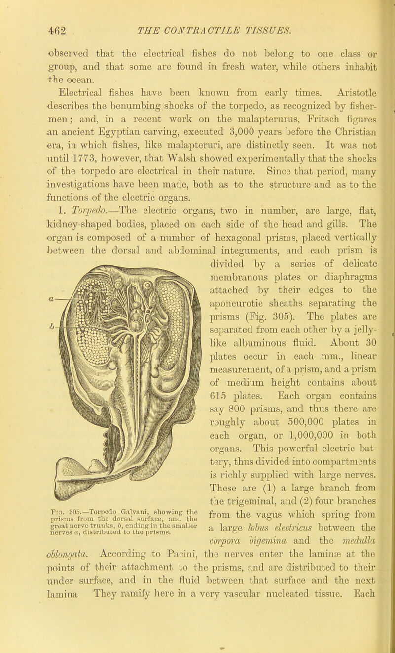 •observed that the electrical fishes do not belong to one class or group, and that some are found in fresh water, while others inhabit the ocean. Electrical fishes have been known from early times. Aristotle describes the benumbing shocks of the torpedo, as recognized by fisher- men ; and, in a recent work on the malapterurus, Fritsch figures an ancient Egyptian carving, executed 3,000 years before the Christian era, in which fishes, like malapteruri, are distinctly seen. It was not until 1773, however, that Walsh showed experimentally that the shocks of the torpedo are electrical in their nature. Since that period, many investigations have been made, both as to the structure and as to the functions of the electric organs. 1. Torpedo.—The electric organs, two in number, are large, flat, kidney-shaped bodies, placed on each side of the head and gills. The organ is composed of a number of hexagonal prisms, placed vertically between the dorsal and abdominal integuments, and each prism is divided by a series of delicate membranous plates or diaphragms attached by their edges to the aponeurotic sheaths separating the prisms (Fig. 305). The plates are separated from each other by a jelly- like albuminous fluid. About 30 plates occur in each mm., linear measurement, of a prism, and a prism of medium height contains about 615 plates. Each organ contains say 800 prisms, and thus there are roughly about 500,000 plates in each organ, or 1,000,000 in both organs. This powerful electric bat- tery, thus divided into compartments is richly supplied with large nerves. These are (1) a large branch from the trigeminal, and (2) four branches from the vagus which spring from a large lobus electricus between the corpora bigemina and the medulla oblongata. According to Pacini, the nerves enter the laminae at the points of their attachment to the prisms, and are distributed to their under surface, and in the fluid between that surface and the next lamina They ramify here in a very vascular nucleated tissue. Each Fra. 305.—Torpedo Galvani, showing the prisms from the dorsal surface, and the great nerve trunks, b, ending in the smaller nerves a, distributed to the prisms.