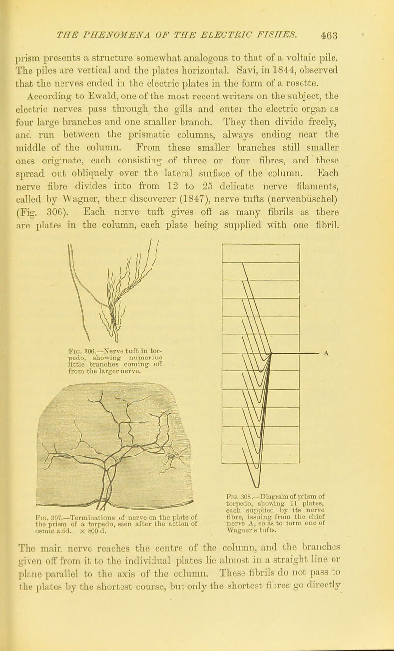 prism presents a structure somewhat analogous to that of a voltaic pile. The piles are vertical and the plates horizontal. Savi, in 1844, observed that tho nerves ended in the electric plates in the form of a rosette. According to Ewald, one of the most recent writers on the subject, the electric nerves pass through the gills and enter the electric organ as four large branches and one smaller branch. They then divide freely, and run between tho prismatic columns, always ending near the middle of the column. From these smaller branches still smaller ones originate, each consisting of three or four fibres, and these spread out obliquely over the lateral surface of the column. Each nerve fibre divides into from 12 to 25 delicate nerve filaments, called by Wagner, their discoverer (1847), nerve tufts (norvenbiischel) (Fig. 306). Each nerve tuft gives off' as many fibrils as there are plates in the column, each plate being supplied with one fibril. from the larger nerve. Fia. 307.—Terminations of nerve on the plate of the prism of a torpedo, seen after the action of osmie acid, x 800 d. Fio. 30S.—Diagram of prism of torpedo, showing 11 plates, each supplied by its nerve fibre, issuing from tho chiof nerve A, so as to form one of Wagner’s tufts. The main nerve reaches the centre of the column, and the branches given off from it to the individual plates lie almost in a straight line or plane parallel to the axis of the column. These fibrils do not pass to the plates by the shortest course, but only the shortest fibres go directly