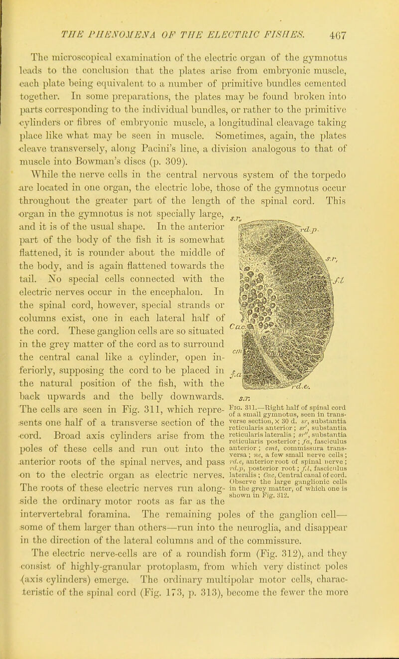 s.r„ The microscopical examination of the electric organ of the gymnotus loads to the conclusion that the plates arise from embryonic muscle, each plate being equivalent to a number of primitive bundles cemented together. In some preparations, the plates may be found broken into parts corresponding to the individual bundles, or rather to the primitive ■cylinders or fibres of embryonic muscle, a longitudinal cleavage taking place like what may be seen in muscle. Sometimes, again, the plates cleave transversely, along Pacini’s line, a division analogous to that of muscle into Bowman’s discs (p. 309). While the nerve cells in the central nervous system of the torpedo are located in one organ, the electric lobe, those of the gymnotus occur throughout the greater part of the length of the spinal cord. This ■organ in the gymnotus is not specially large, and it is of the usual shape. In the anterior part of the body of the fish it is somewhat flattened, it is rounder about the middle of the body, and is again flattened towards the tail. No special cells connected with the electric nerves occur in the encephalon. In the spinal cord, however, special strands or columns exist, one in each lateral half of the cord. These ganglion cells are so situated Cac'1 in the grey matter of the cord as to surround the central canal like a cylinder, open in- teriorly, supposing the cord to be placed in ja the natural position of the fish, with the back upwards and the belly downwards. s.r. The cells are seen in Fig. 311, which repre- Fig- 3ii.—Right half of spinal cord ° 7 1 of a small gymnotus, seen in trans- sents one half of a transverse section of the vefse section, x 30 d. sr, substantia reticularis anterior ; sr, substantia ■cord. Broad axis cylinders arise from the reticularis lateralis; sr, substantia J % reticularis posterior; fa, fasciculus poles of these cells and run out into the anterior; cmf, commissura trans- versa ; ne, a few small nerve cells ; .anterior roots of the spinal nerves, and pass rd-e> anterior root of spinal nerve; . ' nl.p, posterior root; f.l, fasciculus ■on to the electric organ as electric nerves, lateralis; Cac, Central canal of cord. Observe the large ganglionic cells I he roots of these electric nerves run along- in the grey matter, of which one is . , . _. ° shown in Fig. 312. side the ordinary motor roots as far as the intervertebral foramina. The remaining poles of the ganglion cell— some of them larger than others—run into the neuroglia, and disappear in the direction of the lateral columns and of the commissure. The electric nerve-cells are of a roundish form (Fig. 312), and they consist of highly-granular protoplasm, from which very distinct poles (axis cylinders) emerge. The ordinary multipolar motor cells, charac- teristic of the spinal cord (Fig. 173, p. 313), become the fewer the more cm