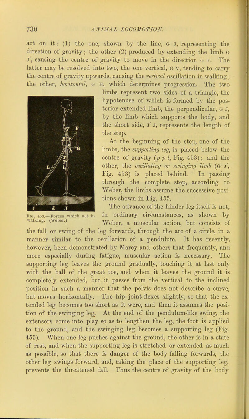 act on it: (1) the one, shown by the line, G j, representing the direction of gravity; the other (2) produced by extending the limb G j', causing the centre of gravity to move in the direction G F. The latter may be resolved into two, the one vertical, G v, tending to carry the centre of gravity upwards, causing the vertical oscillation in walking : the other, horizontal, G H, which determines progression. The two limbs represent two sides of a triangle, the hypotenuse of which is formed by the pos- terior extended limb, the perpendicular, G J, by the limb which supports the body, and the short side, j' j, represents the length of the step. At the beginning of the step, one of the limbs, the supporting leg, is placed below the centre of gravity (p p l, Fig. 453); and the other, the oscillating or stringing limb (g j', Fig. 453) is placed behind. In passing through the complete step, according to Weber, the limbs assume the successive posi- tions shown in Fig. 455. The advance of the hinder leg itself is not, in ordinary circumstances, as shoAvn by Weber, a muscular action, but consists of the fall or swing of the leg forwards, through the arc of a circle, in a manner similar to the oscillation of a pendulum. It has recently, however, been demonstrated by Marey and others that frequently, and more especially during fatigue, muscular action is necessary. The supporting leg leaves the ground gradually, touching it at last only with the ball of the great toe, and when it leaves the ground it is completely extended, but it passes from the vertical to the inclined position in such a manner that the pelvis does not describe a curve, but moves horizontally. The hip joint flexes slightly, so that the ex- tended leg becomes too short as it were, and then it assumes the posi- tion of the swinging leg. At the end of the pendulum-like swing, the extensors come into play so as to lengthen the leg, the foot is applied to the ground, and the swinging leg becomes a supporting leg (Fig. 455). When one leg pushes against the ground, the other is in a state of rest, and when the supporting leg is stretched or extended as much as possible, so that there is danger of the body falling forwards, the other leg swings forward, and, taking the place of the supporting leg, prevents the threatened fall. Thus the centre of gravity of the bod)' Fig. 453. walking. -Forces which act in (Weber.)