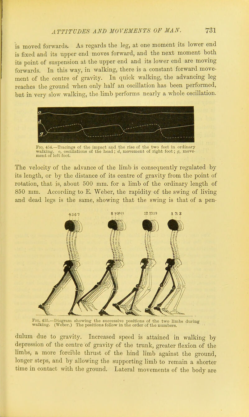 is moved forwards. As regards the leg, at one moment its lower end is fixed and its upper end moves forward, and the next moment both its point of suspension at the upper end and its lower end are moving forwards. In this way, in walking, there is a constant forward move- ment of the centre of gravity. In quick walking, the advancing leg reaches the ground when only half an oscillation has been performed, but in very slow walking, the limb performs nearly a whole oscillation. Fig. 454.—Tracings of the impact and the rise of the two feet in ordinary walking, o, oscillations of the head; d, movement of right foot; g, move- ment of left foot. The velocity of the advance of the limb is consequently regulated by its length, or by the distance of its centre of gravity from the point of rotation, that is, about 500 mm. for a limb of the ordinary length of 850 mm. According to E. Weber, the rapidity of the swing of living and dead legs is the same, showing that the swing is that of a pen- 8 a 1011 12 1314 123 Fig. 455.—Diagram showing the successive positions of the two limbs during walking. (Weber.) The positions follow in the order of the numbers. dulum due to gravity. Increased speed is attained in walking by depression of the centre of gravity of the trunk, greater flexion of the limbs, a more forcible thrust of the hind limb against the ground, longer steps, and by allowing the supporting limb to remain a shorter time in contact with the ground. Lateral movements of the body are