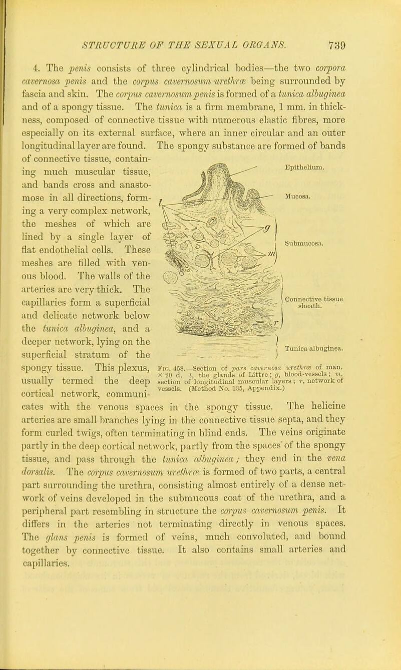 Epithelium. Mucosa. Submucosa. 4. The penis consists of tlireo cylindrical bodies—the two corpora cavernosa penis and the corpus cavernosum urethrae being surrounded by fascia and skin. The corpus cavernosum penis is formed of a tunica albuginea and of a spongy tissue. The tunica is a firm membrane, 1 mm. in thick- ness, composed of connective tissue with numerous elastic fibres, more especially on its external surface, where an inner circular and an outer longitudinal layer are found. The spongy substance are formed of bands of connective tissue, contain- ing much muscular tissue, and bands cross and anasto- mose in all directions, form- ing a very complex network, the meshes of which are lined by a single layer of Hat endothelial cells. These meshes are filled with ven- ous blood. The walls of the arteries are very thick. The capillaries form a superficial and delicate network below the tunica albuginea, and a deeper network, lying on the superficial stratum of the spongy tissue. This plexus, usually termed the deep cortical network, communi- cates with the venous spaces in the spongy tissue. The helicine arteries are small branches lying in the connective tissue septa, and they form curled twigs, often terminating in blind ends. The veins originate partly in the deep cortical network, partly from the spaces' of the spongy tissue, and pass through the tunica albuginea; they end in the vena dorsalis. The corpus cavernosum urethrae is formed of two parts, a central part surrounding the urethra, consisting almost entirely of a dense net- work of veins developed in the submucous coat of the urethra, and a peripheral part resembling in structure the corpus cavernosum penis. It differs in the arteries not terminating directly in venous spaces. The glans penis is formed of veins, much convoluted, and bound together by connective tissue. It also contains small arteries and capillaries. Connective tissue sheath. Tunica albuginea. Fio. 45S.—Section of pars cavernosa urethra of man. x 20 d. I, the glands of Littre; g, blood-vessels ; m, section of longitudinal muscular layers ; r, network of vessels. (Method No. 135, Appendix.)