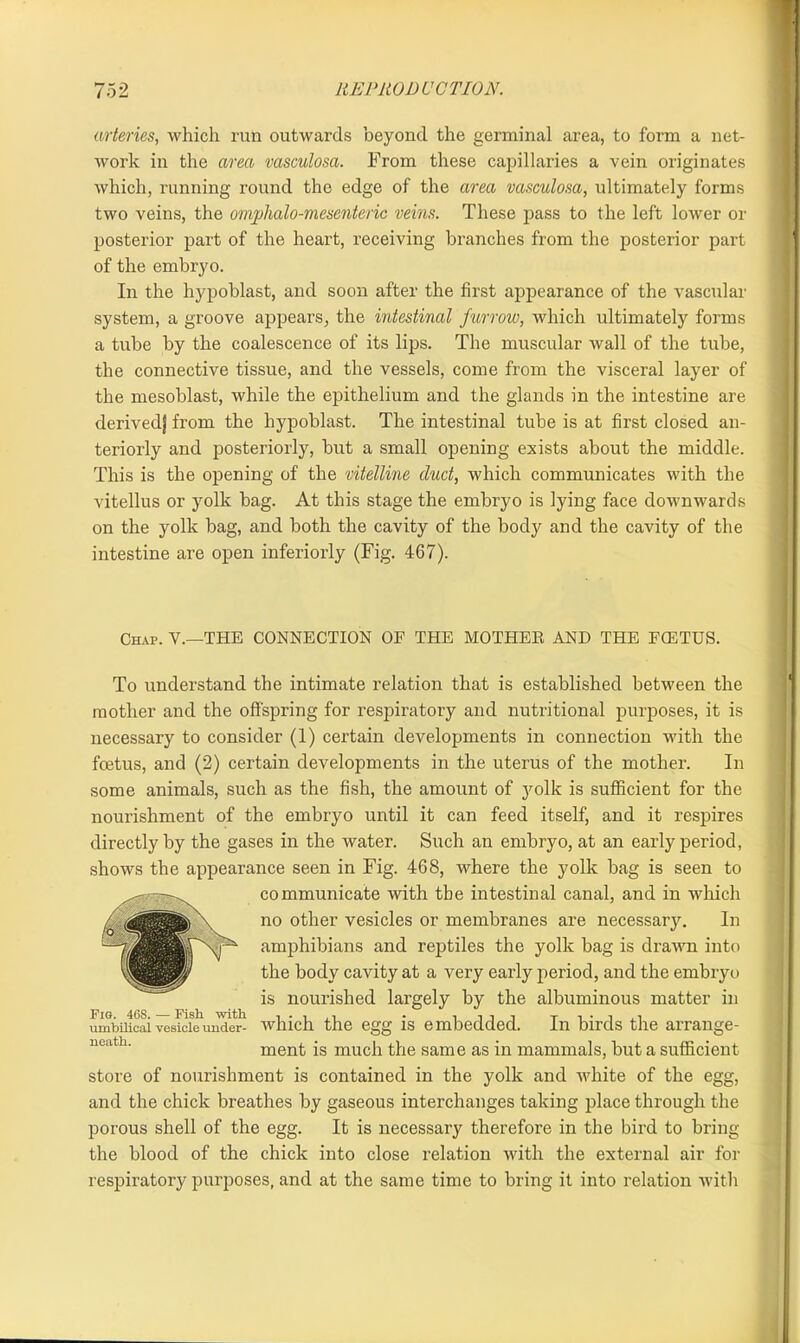 arteries, which run outwards beyond the germinal area, to form a net- work in the area vasculosa. From these capillaries a vein originates which, running round the edge of the area vasculosa, ultimately forms two veins, the omphalo-mesenteric veins. These pass to the left lower or posterior part of the heart, receiving branches from the posterior part of the embryo. In the hypoblast, and soon after the first appearance of the vascular system, a groove appears, the intestinal furrow, which ultimately forms a tube by the coalescence of its lips. The muscular wall of the tube, the connective tissue, and the vessels, come from the visceral layer of the mesoblast, while the epithelium and the glands in the intestine are derivedj from the hypoblast. The intestinal tube is at first closed an- teriorly and posteriorly, but a small opening exists about the middle. This is the opening of the vitelline duct, which communicates with the vitellus or yolk bag. At this stage the embryo is lying face downwards on the yolk bag, and both the cavity of the body and the cavity of the intestine are open inferiorly (Fig. 467). Chap. V.—THE CONNECTION OF THE MOTHER AND THE FCETUS. To understand the intimate relation that is established between the mother and the offspring for respiratory and nutritional purposes, it is necessary to consider (1) certain developments in connection with the fcetus, and (2) certain developments in the uterus of the mother. In some animals, such as the fish, the amount of jmlk is sufficient for the nourishment of the embryo until it can feed itself, and it respires directly by the gases in the water. Such an embryo, at an early period, shows the appearance seen in Fig. 468, where the yolk bag is seen to communicate with the intestinal canal, and in which no other vesicles or membranes are necessary. In amphibians and reptiles the yolk bag is drawn into the body cavity at a very early period, and the embryo is nourished largely by the albuminous matter in umbilical vesicle under- which the egg is embedded. In birds the arrange- ment is much the same as in mammals, but a sufficient store of nourishment is contained in the yolk and white of the egg, and the chick breathes by gaseous interchanges taking place through the porous shell of the egg. It is necessary therefore in the bird to bring the blood of the chick into close relation with the external air for respiratory purposes, and at the same time to bring it into relation with