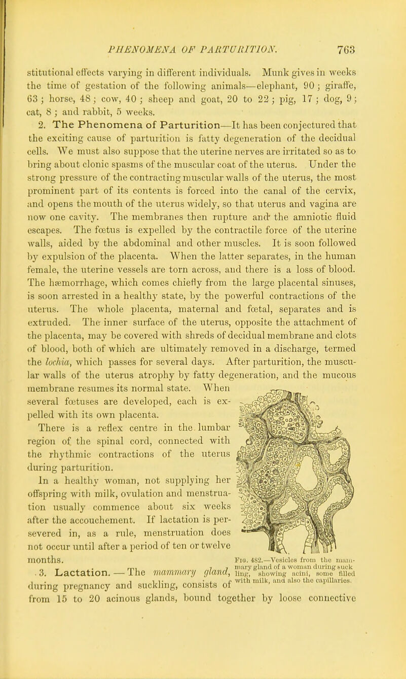 stitutional effects varying in different individuals. Munlc gives in weeks the time of gestation of the following animals—elephant, 90 ; giraffe, 63 ; horse, 48; cow, 40 ; sheep and goat, 20 to 22 ; pig, 17 ; dog, 9; cat, 8 ; and rabbit, 5 weeks. 2. The Phenomena of Parturition—It has been conjectured that the exciting cause of parturition is fatty degeneration of the decidual cells. We must also suppose that the uterine nerves are irritated so as to bring about clonic spasms of the muscular coat of the uterus. Under the strong pressure of the contracting muscular walls of the uterus, the most prominent part of its contents is forced into the canal of the cervix, and opens the mouth of the uterus widely, so that uterus and vagina are now one cavity. The membranes then rupture and' the amniotic fluid escapes. The foetus is expelled by the contractile force of the uterine walls, aided by the abdominal and other muscles. It is soon followed by expulsion of the placenta. When the latter separates, in the human female, the uterine vessels are torn across, and there is a loss of blood. The hemorrhage, which comes chiefly from the large placental sinuses, is soon arrested in a healthy' state, by the powerful contractions of the uterus. The whole placenta, maternal and foetal, separates and is extruded. The inner surface of the uterus, opposite the attachment of the placenta, may be covered with shreds of decidual membrane and clots of blood, both of which are ultimately removed in a discharge, termed the lochia, which passes for several days. After parturition, the muscu- lar walls of the uterus atrophy by fatty degeneration, and the mucous membrane resumes its normal state. When several foetuses are developed, each is ex- pelled with its own placenta. There is a reflex centre in the lumbar region of the spinal cord, connected with the rhythmic contractions of the uterus during parturition. In a healthy woman, not supplying her offspring with milk, ovulation and menstrua- tion usually commence about six weeks after the accouchement. If lactation is per- severed in, as a rule, menstruation does not occur until after a period of ten or twelve months. . 3. Lactation. — The mammary during pregnancy and suckling, consists of from 15 to 20 acinous glands, bound together by loose connective Fin. 4S2.—Vesicles from the mam- 7 , mary gland of a woman during suck gland, ling, showing acini, some filled with milk, and also tho capillaries.