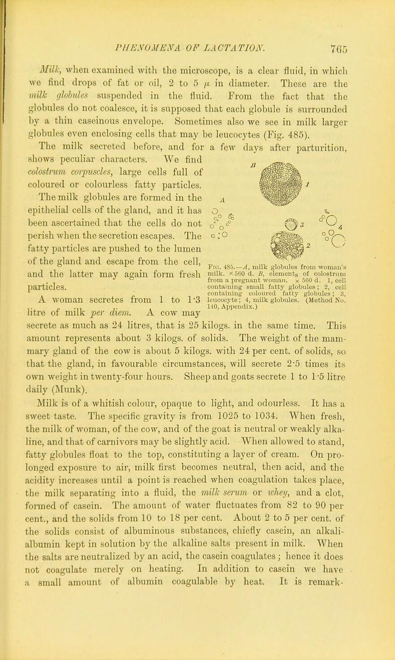 Milk, when examined with the microscope, is a clear fluid, in which we find drops of fat or oil, 2 to 5 g in diameter. These are the milk globules suspended in the fluid. From the fact that the globules do not coalesce, it is supposed that each globule is surrounded by a thin caseinous envelope. Sometimes also we see in milk larger globules even enclosing cells that may be leucocytes (Fig. 485). The milk secreted before, and for a few days after parturition, shows peculiar characters. We find colostnm corpuscles, large cells full of coloured or colourless fatty particles. The milk globules are formed in the epithelial cells of the gland, and it has been ascertained that the cells do not perish when the secretion escapes. The fatty particles are pushed to the lumen of the gland and escape from the cell, and the latter may again form fresh particles. $ O O* o.'O Fig. 4S5.—A, milk globules from woman’s milk, x 560 d. B, elements of colostrum from a pregnant woman, x 560 d. 1, cell containing small fatty globules; 2, cell containing coloured fatty globules; 3, A woman secretes from 1 to 1‘3 leucocyte; 4, milk globules. (Method No. 110, Appendix.) litre of milk per them. A cow may secrete as much as 24 litres, that is 25 kilogs. in the same time. This amount represents about 3 kilogs. of solids. The weight of the mam- mary gland of the cow is about 5 kilogs. with 24 per cent, of solids, so that the gland, in favourable circumstances, will secrete 2-5 times its own weight in twenty-four hours. Sheep and goats secrete 1 to 1 -5 litre daily (Munk). Milk is of a whitish colour, opaque to light, and odourless. It has a sweet taste. The specific gravity is from 1025 to 1034. When fresh, the milk of woman, of the cow, and of the goat is neutral or weakly alka- line, and that of carnivors may be slightty acid. When allowed to stand, fatty globules float to the top, constituting a layer of cream. On pro- longed exposure to air, milk first becomes neutral, then acid, and the acidity increases until a point is reached when coagulation takes place, the milk separating into a fluid, the milk scrum or whey, and a clot, formed of casein. The amount of water fluctuates from 82 to 90 per cent., and the solids from 10 to 18 per cent. About 2 to 5 per cent, of the solids consist of albuminous substances, chiefly casein, an alkali- albumin kept in solution by the alkaline salts present in milk. When the salts are neutralized by an acid, the casein coagulates; hence it does not coagulate merely on heating. In addition to casein we have a small amount of albumin coagulable by heat. It is remark-