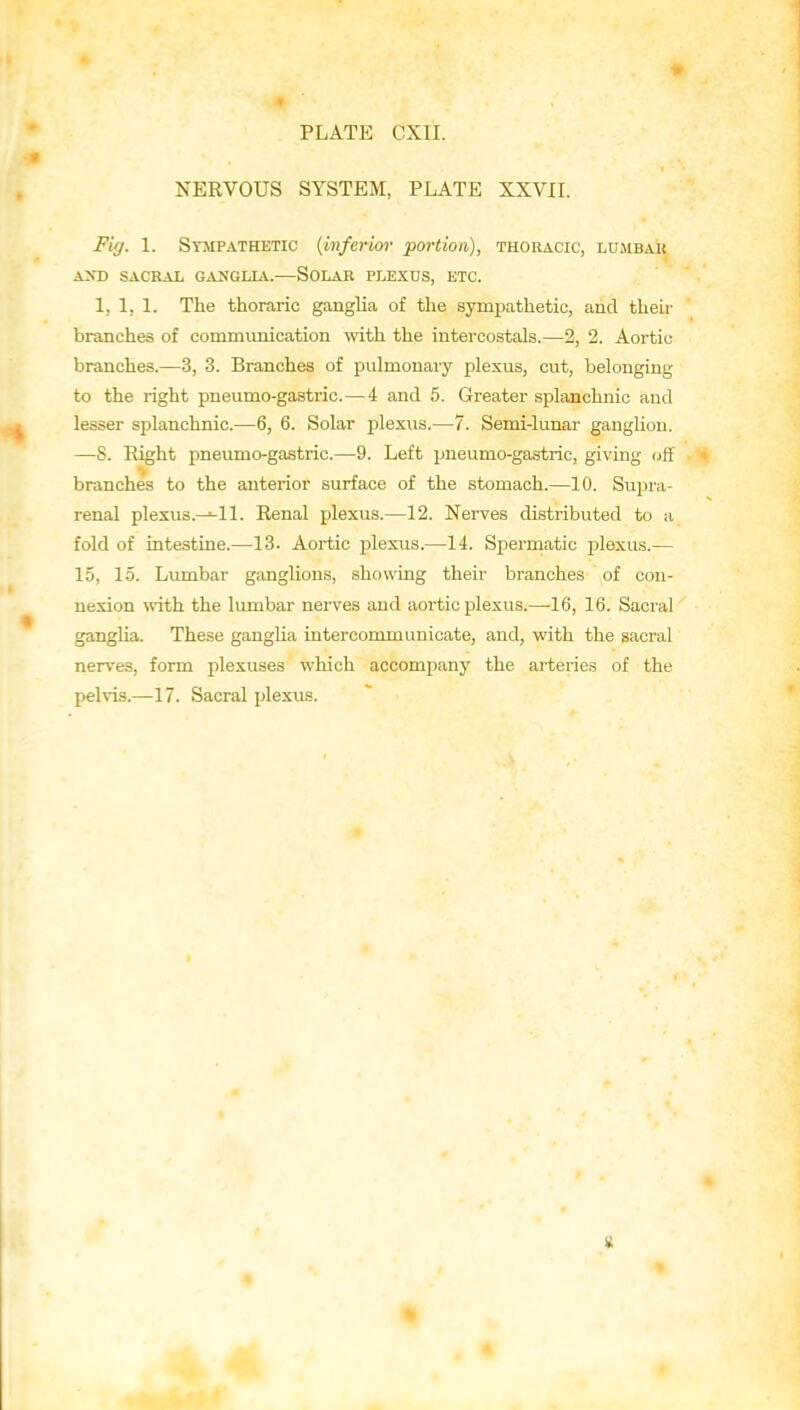 NERVOUS SYSTEM, PLATE XXVII. Fig. 1. Sympathetic {inferior portion), thoracic, lujibau A>-D SACRAL GANGLIA.—SOLAR PLEXDS, ETC. 1, 1, 1. The thoraric ganglia of the sympathetic, aud their branches of communication with the intercostals.—2, 2. Aortic branches.—3, 3. Branches of pulmonary plexus, cut, belonging to the right pneumo-gastric.—4 and 5. Greater splanchnic aud lesser splanchnic.—6, 6. Solar plexus.—7. Semi-lunar gangUou. —8. Right pneumo-gastric.—9. Left pneumo-gastric, giving (,)ff branches to the anterior surface of the stomach.—10. Supra- renal plexus.—^11. Renal plexus.—12. Nerves distributed to a fold of intestine.—13. Aortic plexus.—14. Spermatic plexus.— 15, 15. Lumbar ganglions, showing their branches of con- nexion \vith the lumbar nerves and aortic plexus.—16, 16. Sacral gangUa. These gangUa intercommunicate, and, with the sacral nerves, form plexuses which accompany the arteries of the pelvis.—17. Sacral plexus.