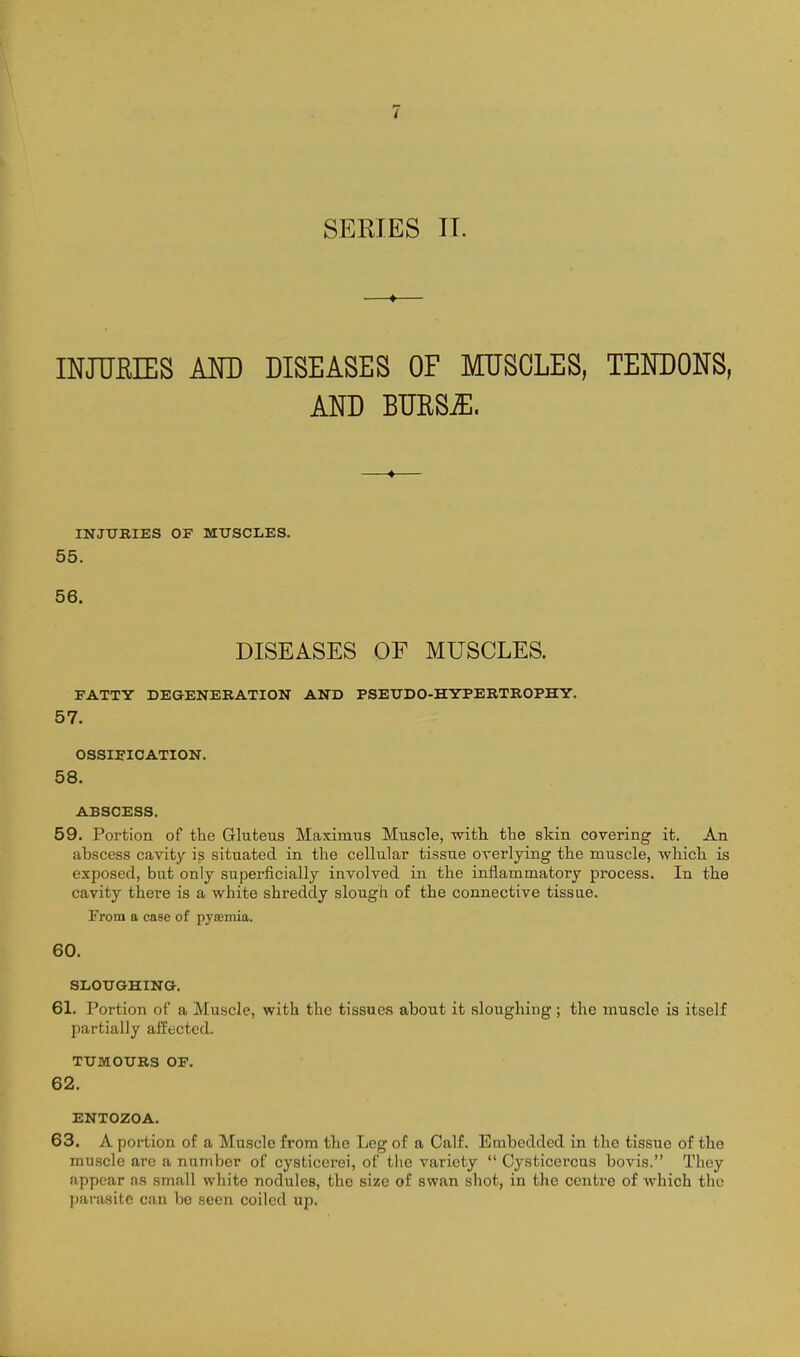 SEMES II. INJURIES Am DISEASES OF MUSCLES, TENDONS, AND BUESiE. INJTJRIKS OF MUSCLES. 55. 56. DISEASES OF MUSCLES. FATTY DEGENERATION ANB PSEUDO-HYPERTROPHY. 57. OSSIFICATION. 58. ABSCESS. 59. Portion of the Gluteus Maximus Muscle, with, the skin covering it. An abscess cavity is situated in the cellular tissue overlying the muscle, which is exposed, but only superficially involved in the inflammatory process. In the cavity there is a white shreddy slough of the connective tissue. From a case of pyoeinia. 60. SLOUGHING. 61. Portion of a Muscle, with the tissues about it sloughing ; the muscle is itself partially affected. TUMOURS OF. 62. ENTOZOA. 63. A portion of a Muscle from the Leg of a Calf. Embedded in the tissue of the muscle are a number of cysticerei, of the variety  Cysticercus bovis. They appear as small white nodules, the size of swan shot, in the centre of which the parasite can be seen coiled up.
