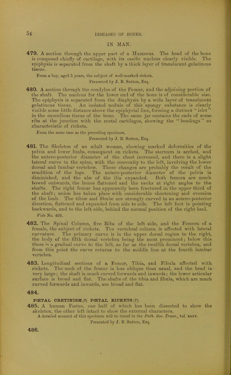 IN MAN. 479. A section through the upper part of a Humerus. The head of the bone is composed chiefly of cartiUxge, with its ossific nucleus clearly visible. The epiphysis is sepai-ated fiom the shaft by a thick layer of translucent gelatinous tissue. From a boy, aged 5 years, the subject of well-marked rickets. Presented by J. B. Sutton, Esq. 480. A section tbrough the condyles of the Femur, and the adjoining poi*tion of the shaft. The nucleus for the lower end of the bone is of considerable size. The epiphysis is separated from the diaphysis by a wide layer of translucent gelatinous tissue. An isolated nodule of this spongy substance is clearly visible some little distance above the epiphysial line, forming a distinct  islet  in the cancellous tissue of the bone. The same jar contains the ends of some ribs at the junction with the costal cartilages, showing the  beadings so characteristic of rickets. From the same case as the preceding specimen. Presented by J. B. Sutton, Esq. 481. The Skeleton of an adult woman, showing marked deformities of the pelvis and lower limbs, consequent on rickets. The sternum is arched, and the antero-posterior diameter of the chest increased, and there is a slight lateral curve in the spine, with the convexity to the left, involving the lower dorsal and lumbar vertebrae. These changes are probably the i-esult of the condition of the legs. The antero-posterior diameter of the pelvis is diminished, and the alee of the ilia expanded. Both femora are much bowed outwards, the bones flattened and the necks at right angles to the shafts. The right femur has apparently been fi'actured in the upper third of the shaft; union has taken place with considerable shortening and eversion of the limb. The tibire and fibulsB are strongly cui'ved in an antero-posterior direction, flattened and expanded from side to side. The left foot is pointing backwards, and to the left side, behind the noi-mal position of the right heel. Vcde No. 493. 482. The Spinal Column, five Ribs of the left side, and the Femora of a female, the subject of rickets. The vertebral column is affected with lateral curvature. The primary curve is in the upper dorsal region to the right, the body of the fifth dorsal vertebra being the most prominent; below this there is a gradual curve to the left, as far as the twelfth dorsal vertebra, and from this point the curve returns to the middle line at the fourth lumbar vertebra. 483. Longitudinal sections of a Femur, Tibia, and Fibula affected with rickets. The neck of the femur is less oblique than usual, and the head is very large ; the shaft is much curved forwards and inwards ; the lower articular surface is broad and flat. The shafts of the tibia and fibula, which are much curved forwards and inwards, are broad and flat. 484. FCETAI, CRETINISM (?) PCETAL RICKETS (P) 485. A human Foetus, one half of which has been dissected to show the skeleton, the other left intact to show the external characters. A detailed account of this specimen will be found in the Path. Soc. Trans., vol. xsxT. Presented by J. B. Sutton, Esq. 486.