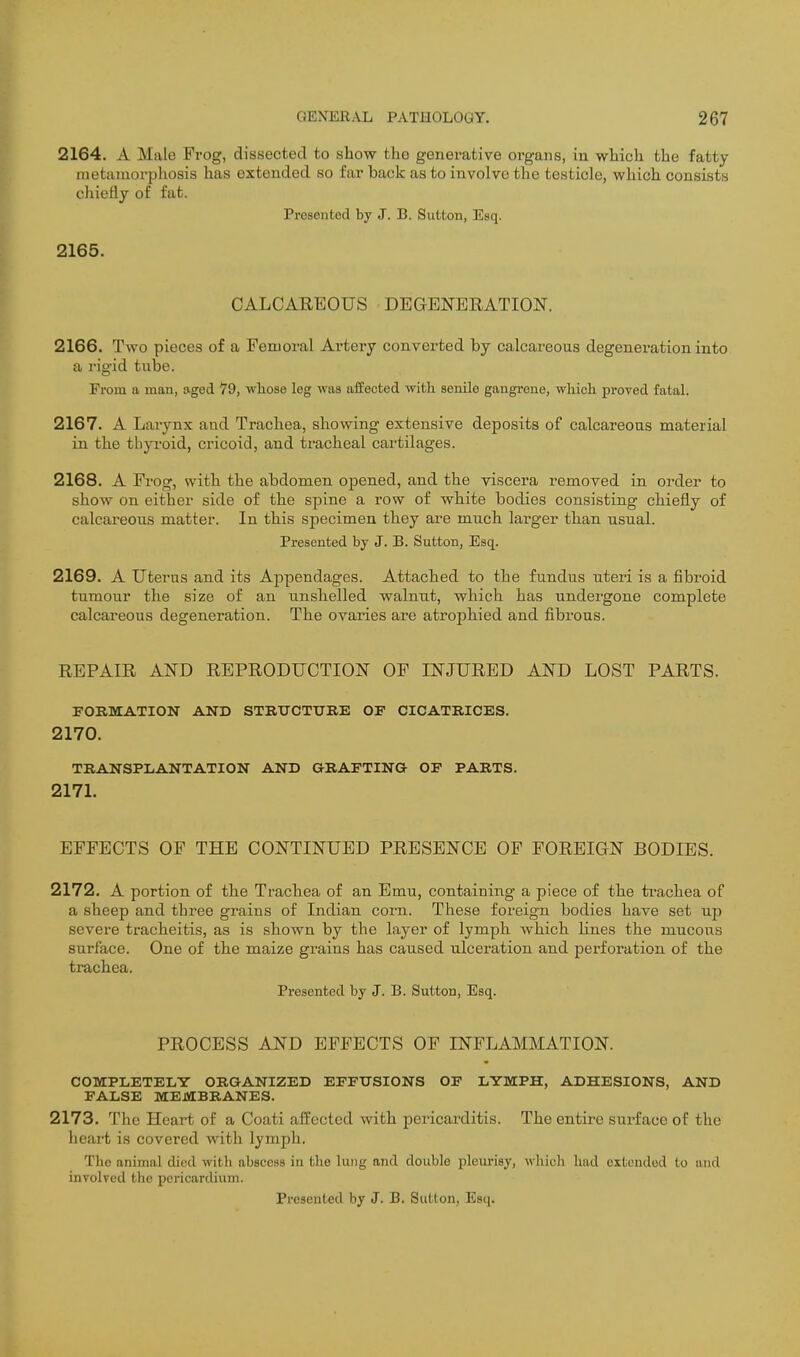 2164. A Male Frog, dissected to show the generative organs, in which the fatty metamorphosis has extended so far back as to involve the testicle, which consists chiefly of fafc. Presented by J. B. Sutton, Esq. 2165. CALCAREOUS DEGENERATION. 2166. Two pieces of a Femoral Artery converted by calcareous degeneration into a rigid tube. From a man, aged 79, whose leg was affected with senile gangrene, wliicli proved fatal. 2167. A Larynx and Trachea, showing extensive deposits of calcareous material in the thyroid, cricoid, and tracheal cartilages. 2168. A Prog, with the abdomen opened, and the viscera removed in order to show on either side of the spine a row of white bodies consisting chiefly of calcareous matter. In this specimen they ai'e much larger than usual. Presented by J. B. Sutton, Esq. 2169. A Uterus and its Appendages. Attached to the fundus uteri is a fibroid tumour the size of an unslielled walnut, which has undergone complete calcareous degeneration. The ovaries are atrophied and fibrous. REPAIR AND REPRODUCTION OP INJURED AND LOST PARTS. FORMATION AND STRtTCTURE OF CICATRICES. 2170. TRANSPLANTATION ANB ORAFTING OF PARTS. 2171. EFFECTS OF THE CONTINUED PRESENCE OP FOREIGN BODIES. 2172. A portion of the Trachea of an Emu, containing a piece of the trachea of a sheep and three grains of Indian corn. These foreign bodies have set up severe tracheitis, as is shown by the layer of lymph which lines the mucous surface. One of the maize grains has caused ulcei-ation and perforation of the trachea. Presented by J. B. Sutton, Esq. PROCESS AND EFFECTS OF INFLAMMATION. COMPLETELY ORGANIZED EFFUSIONS OF LYMPH, ADHESIONS, AND FALSE MEMBRANES. 2173. The Heart of a Coati affected with pericarditis. The entire sui-face of the heart is covered with lymph. The animal died with abscess in the lung and double pleiu'isy, which had extended to and involved the pericardium.