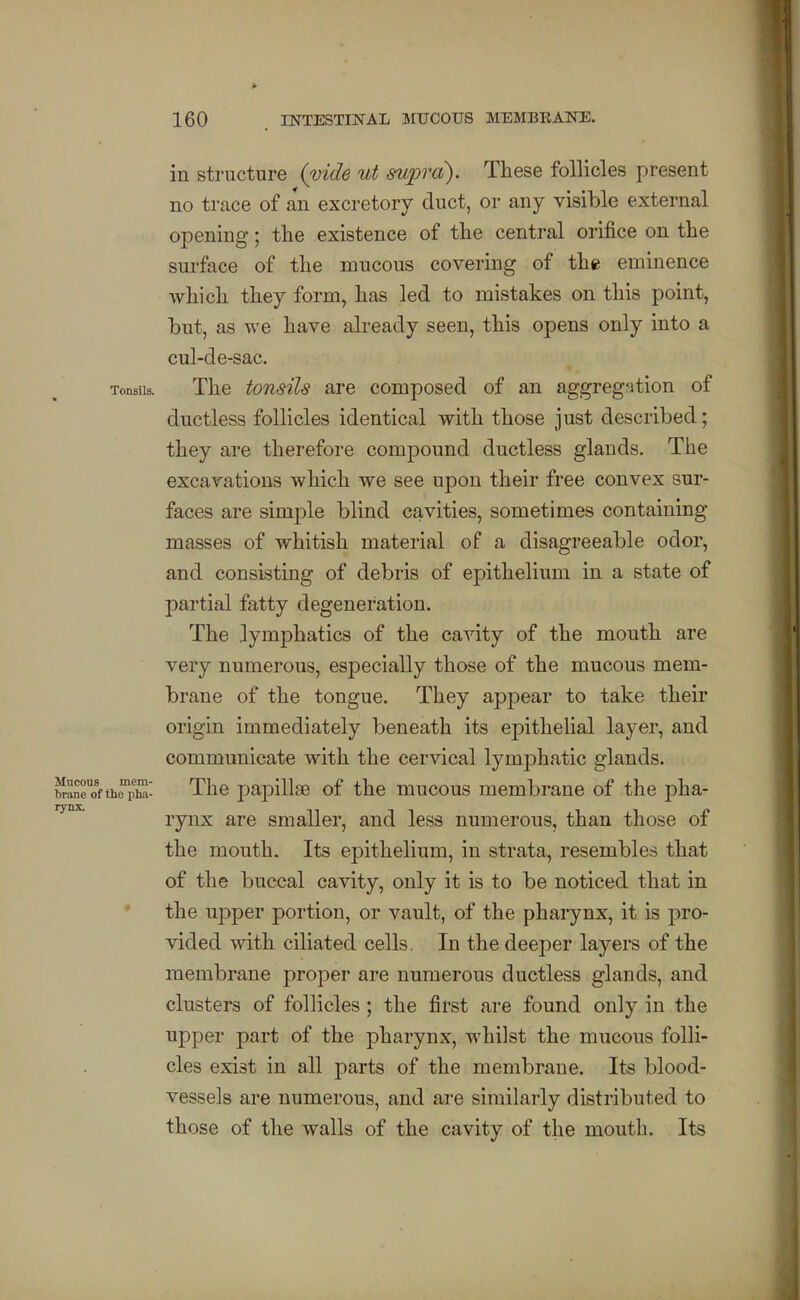 in structure (vide ut supra). These follicles present no trace of an excretory duct, or any visible external opening; tlie existence of tlie central orifice on the surface of the mucous covering of the eminence which they form, has led to mistakes on this point, but, as we have already seen, this opens only into a cul-de-sac. Tonsils. The tonsils are composed of an aggreg'ition of ductless follicles identical with those just described; they are therefore compound ductless glands. The excavations which we see upon their free convex sur- faces are simple blind cavities, sometimes containing masses of whitish material of a disagreeable odor, and consisting of debris of epithelium in a state of partial fatty degeneration. The lymphatics of the cavity of the mouth are very numerous, especially those of the mucous mem- brane of the tongue. They appear to take their origin immediately beneath its epithelial layer, and communicate with the cervical lymphatic glands. b^aneofthrphS- The papillss of the mucous membrane of the pha- rynx are smaller, and less numerous, than those of the mouth. Its epithelium, in strata, resembles that of the buccal cavity, only it is to be noticed that in the upper portion, or vault, of the pharynx, it is pro- vided with ciliated cells. In the deejDer layers of the membrane proper are numerous ductless glands, and clusters of follicles ; the first are found only in the upper part of the pharynx, whilst the mucous folli- cles exist in all parts of the membrane. Its blood- vessels are numerous, and are similarly distributed to those of the walls of the cavity of the mouth. Its