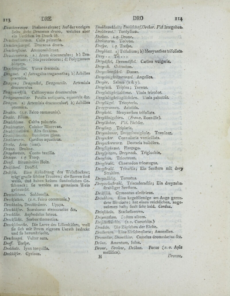 Urachev.rai'jpe. Plialaenazif-zac; Auf der vorigen Seite i\ehz Dracaena draco, welches aber ein \'errelien im Druck iil. Drachenfshiram. Calla palustris. DrachefJpar^el. Dracaciia draco. Drach nfieine. Amm o n sl > ö r n e r. Draci.enwurz. a; Arum dracunculu<5; b) Dra- contiura; c) Iris pseudacorui; d) l'olygonum biitorra. Dm:'.'i:f/r^kke. Yucca draconis. Dragaiit. a) Astragalus tragactintlia j b)AciiiUea «ptarmica. Dragon; Dragonkel, Dragoncclle. Artemisia dracunru!us. DragoHeif.fch. CalIion5-mus dracunculus. Drngonermiifze Patella antiqaata, eijuestris &c. Dragnn. a) Artemisia dracuuculus'i b) Achillea utarmica. Vrahle. {s.v. Falco communis). Draht. FOura. Drahtblime. Caltlia palustris. Drcikf-.iatter. Coluber IMincrvae. Drah' l!:!Hirkn. Aira flexoosa. Dr.-iiiifchmcke. BuccinUm t^lans. Drahiteiirm. Gordius aquaticus. Di rke. Anas 'mas). Dräne. Drohne. Drapdortute. Conus textilis. Drespe, i q- Tre>p. Drctß. Bituminöfes Holz. Drdfcherl. DrolVei. Drätfch. Eine Abändrung des Weindockes; trägt groiTe fchöne Trauben; die Beeren find weifs, und haben keinen fonderlichen Ge- 'fchmack; fie werden zu gemeinen Wein gebraucht. Drattelbinme. Soldanella. Dreckfalken, (s. f. Falco communis.) Dreckhahih Drcckkrämcr. IJpiipa. Dreckkäfer. Scarabaeu:^ stercorarius &c, Drecklilie. Asphodelus luteus. Dreckfdcki. Sorbusdomestica. Dreckfchr.ecke. Die Larve des Lilienkäfer?, weil fie fich mit ihrem eigenen üurath bedeckt und fo herumkriecht, Dreckvogel. Vultur aura, Dref. Trefpe. Drehhals. lynx torquilla, Drthkäfer. Gyrinus. Drehyankhclt; DrchfcbaßDreher. A'£?.Irregehen. Drehkrant. Tordylium. Drehne. i.q. Drone. Drehwurm. Volvox. Drcfpe. i.q. Trefpe. Dreyblatt. a) Trifolium; b) Menyanthes trifollata. Drey - . Tri - - - Drrydißcl, Dreumdißct. Carlina vulgaris. Dreycck. O-stracion. Dreycckmnfchcl. Donax. Drtycinigkfitswnrzel. Angelica. Drryer. Salmo (x&y). Drey fach. Triplex; Temas. Drfyfaltigkcitsblume, Viola tricolor. Dreyfaltigkeitsglockchen. \'iola palustris. Diryßiige!. Triopteris. Dm/granven. Aristida. Drcykohl. Menyantlies trifoHata. Dreyk'önigsbirn. {Frenz. Ronville). Drey!'daher. Vid. Fächfer. Drryling. Triplaris. Drrym'anner, Y)rcypfennighotz. Traminer, Dreyocker Convallaria verticillata. Dreyocknwnrz. Dentaria bulbifera. Drcyßigkraut. PJantago. Dreyfpitzeu, Dreyzask, Triglochin. Drnjßein. Triosteum. Dreyßrahl. Chaetodon triostegus. Dreyßrahl. Tri^aftis; Ein Seeftern mit drey Strahlen. Dreyz'dhUg. Ternatus. J)reyzehnßrahl. Triscadecactis; Ein dreyzehn« ftrahliger Seeftern. Drillpfch. Gyranotus eletlricus. Drinkhirn. Eine kegelförmige am Auge gerun- dete Bir'-.lbrte; hat einen reidilichen, ange- nehmen Satt; fault fehr bald. Cordus, Drivfcheln. Stachelbeeren. Drivtnadam. Jcdumalbura. Drfchelkürhis. (s.v. Cucurbita.) Drodcln. Die Zäpfchen der Eiche. DrolUrr.tn. EineKirfchenforte; Amarellen. Dromedar. Drotrthier. Camelus dromedarius 5:c, Dräne. Amentum, lulus. Drone, Drohne, Drohne. Fuciis (j. v. Apis melliüca). jl Dronen^