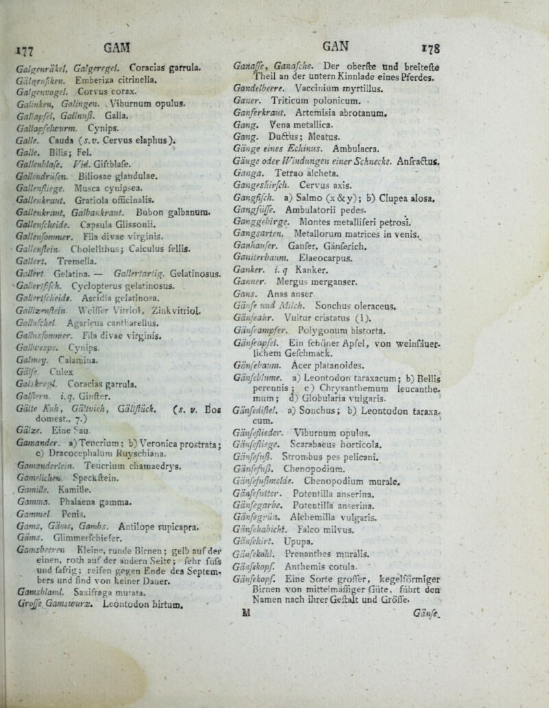 Gal(renräkel, GalgnegeL Coracias garrula. Glil(re}>ßken. Emberiza citrinella, Galf^rnvogrl. Corvus corax. Ga'^nken, Ga/higen. Viburnum opulus. Gallapfel, Gailnuß. Galla. Gallapfelwurm. Cynips. Galle. Cauda (^.t;. Cervus elaphus). Galle. Bilis; Fei. Galknhlafe. Vli. Giftblafe. Gallcndrüfen. Biliosae glandulae. Gallenfliege. IVlusca cynipsea. Gallenkraut. Gratiola ofticinalis. Galletikraiit, Galbaukraut. Bubon galbanum. Gallenfcheide. Capsula Glissonii. Gallenfommer. Füa divae virginis. Gallenflehi. Choielithus; Calculus fellis. Gallert, Tremella. Geliert Gelatina. — Gallertartig. Gelatinosus. ^Galiertfif:h. Cyciopterus gelatinosus. Gallertfcheidi. Ascidia jfclatino^a. Gallizufiein Welfler V'irriol, Zinkvitriol. Gcilii^chel Agarlrus canrl arellus. Gallnsfomrrer. füa divae \ irj^inis. Gall'C'nspc. Cynips. GeUtnty. Calaruiiia. Gälfe Culex Galikre^. Coracias garrula. Galßpvn. i.q. Girifter. Gälte Kuh, Gä'tvieh, G'dltßück. (s. v. Bos dornest., 7.) Gdlze. Eine 5 au. Gamander, a) Tencrlum; b) Veronica prostrata; c) Dracoceplialuni Riiyschiana. Ganicndcrlein. Teucrium cbaHiaedr3'S. Gamelichen. Speck ftein. . Gamille. Kamille. Gamma. Phalaena gamma. Gammel. Peni-i. Garns, G'dm.s, Gamh.<;. Antilope pupicapra. Gims. Glimmerfchiefer. Gamsbcerm Kleino, runde Birnen ; gelb auf dw einen, roth auf der andern Seite; fehr fi;fs und fafrig: reifen ge^en Ende des Septem- bers und find von keiner Dauer. Gamsblaml. Saxifra^a mu-ata. Große Ganiiwurz, Leoutodon hirtum. Gariajfc, Ganafche. Der oberflre und breltefte Theil an der untern Kinnlade eines Pferdes. Gandetbeere. Vaccinium myrtillus. Ganer. Triticum polonicum. GanfErkrant. Artemisia abrotanum» Gang, Vena metallica. Gang. Duftus; Meatus. Gänge eines Echimis. Ambulacra. Gänge oder U'indungen einer Schnecke. AniVadlus, Giviga. Tetrao alcheta. Gatigeshirfch. Cervus axis. Gangfifch. a) Salmo (x&y); b) Clupea alosa. Gangfiiße. Arabulatorii pedes. Ganggebirge. Montes metalliferi petrosi. Gangsarten. Metallorura matrices in venis. Ganhavfer. Gaiifer, Gänferich. Gamterbaum. Elaeocarpus- Ganker. i. q Kanker. Gauner. Mergu^ merganser. Gans. Anas anser Gä-.ff und Milch. Sonchus oleraceus, Gänjeahr. Vultur cristatus (i). Gänfeampfer. Po!3'günum bistorta. Gänfeapfel. Ein fchüner Apfel, von weinfauer- licliem Gefchmatk. Gänfebanm. Acer plaranoides. Gänjcbhime. a) Leontodon taraxacutn; b) Bellls perennis ; c) Chrysantliemum leucanthe- mum ; d) Globularia vulgaris. Gänfediße!. a) Sonchus; b) Leontodon taraxa- cutn. Gänßßieder. Viburnum opulus. Gänfcßii'ge. Scarabaeuä Iiorticola. Gänfefuß. Stronibus pes pelicani. Gänfpfnß. Chenopodiura. Gänfffußtnclde. Cbenopodium murale, Gänßfiittcr. Potentilla anserina. Gänfegarbe. Porectilla an>eriiia. Gär.fegii:u Alcliemilla vulgaris. Gänfehabicht. Faico milvus. Gi'infehirt. Upupa. Gilnfikohl. Prenantlies rnuralls. Gä'ifskopf. Anrherais cotula. Giinfekopf. Eine Sorte grofler, kegelförmiger Birnen von mitte'maffiger Güte, fährt den Namen nach ihrer Gertalc und Größe. M Gänfe,