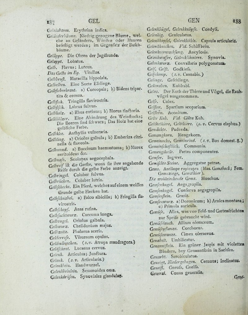 Qclalakavm. Erythrina indica. 'Gerdndfrhä'irne. Niedrig gezos^ene Baume, Wel- che an Geländeru, Wänden oder Mauren befeftigt werden; im üegenfatz der Bufch- bdume. Geläppe. Die Ohren der Jagdhunde» Gelappt. Lobatiis. Gelb. Flavus; Luteus. Das Gelbe im Ey. Vi teil us. Gelbbruß. Motacilla hippolais. Gclbelben. Eine Sorte Eiblinge. Gelbfieberkraut. a) Coreopsis; b) Bidens tripar- tita & cernua. Gclhfink. TringiUa flavirostris. Gelbfifch. Labrus fulvus. ^ Gelbholz, ü) Rhiis cotinus; b) Morus hnftoria. Gelbhölzer. Eine Abändrung des WeinRocks; Die Beeren find ichwarz; Das Holz hat eine gelbliche Farbe. Grlbklee. Anthyllis vulneraria. Gelbling, a) Oriolus galbula; b) Emberiza citn- nella & flaveola. Gclbmund. a) Buccinum haemastoma; b) Murex nerltoideus &c. Gelbnafe. Scolopax aegocephala. Gelbreif ift die Gerfte, wenn fie ihre angehende Keife durch die gelbe Farbe anzeigt. Gelbringel. Coluber fulvns. Gelbnkken. Coluber lutrix. Gelb/checke. Ein Pferd, welches auf einem weilTen Grunde gelbe Flecken bat. Gelbfchnabel. a) Falco albicilla; b) Fringilla fla- virostris. Gelhfchopf. Anas rufina. Gelbfuchtivurz. Curcuma longa. Gelbvogcl. Oriolus galbula. Ge.lbwurz. Chelidonium majus. Gelbzotte. Phalaena aceris. Geldeyrofe. Viburnum opulus. Geldmämchen. Cs.v. Atropa mandragora,) Geldfchrot. Lucanus cervus. Qi'.lenk. Articulus; Junftura. Gelenk, (s.v. Articularis.) Gelenkhein. Handwurzel. Gelenkbeinlein. Sesainoidea ossa. Qelenkdrii/en, Synoviales glandula^. Gelenkhügel, Gelenkkn'dpfe. Condyli, Gelenkig. Geniculatus. Gelenkkapfel, Gelenkhohle. Capsula articularis. Gelenkkaocheii. Vid. Scbiffbeiu. Gelenkvertuachfung. Ancylosis. Geienkivajjer, Gelenkfchniere. Synovia. Gelcvikwiirz. Convallaria polygonatum» Gelf, Ge!ß. Godkiefs. Gcljdietnp. {s.v. Cannabis.) Gelinge. Gefchlinge. GeUcraben. Kohlrabi. Gelos. Der Koth der Thiere und Vögel, die Raub- vögel ausgenonnmen. Griff'. Culex. Gclßer. Spartium scoparium. Gi'lßern. Aconitum. Gii'e Kuh. Fid. Gälte Kuh. Gelthcfhiere, Gdtihiere. (s. v. Cervus elaphus.)' Geni'dckte. Pudtnda. Geniangkorn. Mengekorn. Gemeinochs, Gemeinrind. (.y. Bos dornest. 8.) Gemeinfeh afÜich. Communis. Gemengtheile. Partes componentes. Gern/er. Ingwer. Gewiifchlp Steine. Aggregatae petrae. Gems. Antilope rupicapra QAis. Gemsbock; Fem. Gemsziege, Gnrsfhier). Die woklrirxheude Gems. Moschus. Gemfcnkugel. Aegarropila. Gcmfenkngel. Conferva aegagropila. Gemfenflein. Granit. Gemfenwurz. a)Doronicum; b) Arnicamontana; c) Primiila auricula. Gemiife. Alles, was von Feld- und Gartenfrüchten zur Speife gehraucht wird. Gemufrlavch. AlUam oleraceum. Gemüfepßanze. Corchoru«. Gem.ilfewanze. Cimex oleraceus. Genabelt. Umbilicatu';. Genannfßein. Ein grüner Jaspis mit violetten Bandern, bey Genanntftein in Sachfen. Genarbt. Scrobiculatus. Geneigt, Niedergebogen. Cernuus; InclinatOS. Geneiß. Gneufs, Gneifs. Gmrät. Conus generalis.