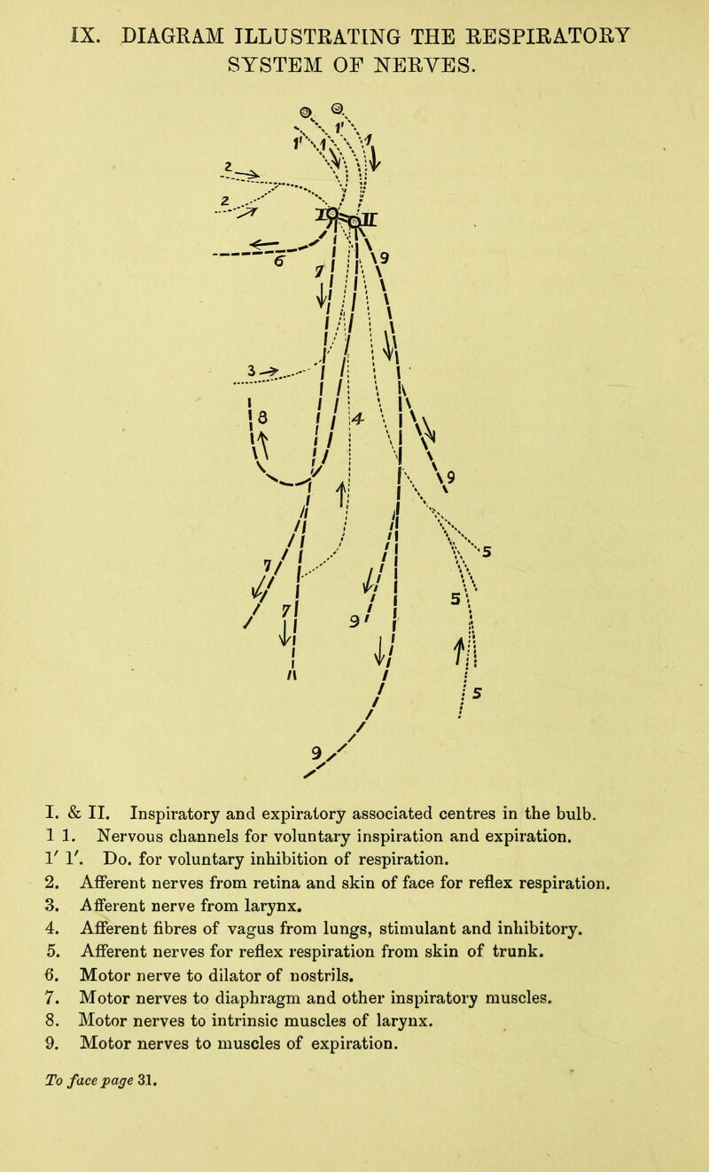 SYSTEM OF NERVES. 1. & II. Inspiratory and expiratory associated centres in the bulb. 1 1. Nervous channels for voluntary inspiration and expiration. 1' 1'. Do. for voluntary inhibition of respiration. 2. Afferent nerves from retina and skin of face for reflex respiration. 3. Afferent nerve from larynx. 4. Afferent fibres of vagus from lungs, stimulant and inhibitory. 5. Afferent nerves for reflex respiration from skin of trunk. 6. Motor nerve to dilator of nostrils. 7. Motor nerves to diaphragm and other inspiratory muscles. 8. Motor nerves to intrinsic muscles of larynx. 9. Motor nerves to muscles of expiration.