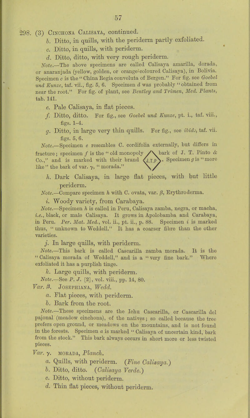 298. (3) Cinchona Calisaya, contimaed. h. Ditto, in quills, with the periderm partly exfoliated. c. Ditto, in quills, with periderm. d. Ditto, ditto, with very rough periderm. ]<[ote.—The above specimens are called Calisaya amarilla, dorada, or anaranjada (yellow, golden, or orange-coloured Calisaya), in Bolivia. Specimen c is the  China Eegia conyoluta of Bergen. For fig. see Goebel wnd Kimze, taf. vii., fig. 5, 6. Specimen d was probably obtained from near the root. For fig. of plant, see Bentley and Trimen, Med. Plants, tab. 141. e. Pale Calisaya, in flat pieces. /. Ditto, ditto. For fig., see Goebel und Kunze, pt. i., taf. viii., figs. 1-4. g. Ditto, in large very thin quills. For fig., see ibid.-, taf. vu. figs. 5, 6. J^ote.—Specimen e resembles C. cordifoUa externally, but differs in fractui-e; specimen / is the  old monopoly /S. bark of J. T. Pinto & Co., and is marked with theh brand ^.T.pS- Specimen </is more like  the bark of var. y,  morada. li. Dark Calisaya, in large flat pieces, with but little periderm. Note.—Compare specimen h with C. ovata, var. §, Erythroderma. Woody variety, from Carabaya. Note.—Specimen h is called in Peru, Cahsaya zamba, negra, or macha, i.e., black, or male Cahsaya. It grows in Apolobamba and Carabaya, in Peru. Per. Mat. Med., vol. u., pt. u., p. 88. Specimen i is marked thus,  unknown to WeddeU. It has a coai-ser fibre than the other varieties. j. In large quills, with periderm. Note.—This bai-k is called Cascai'Ula zamba morada. It is the Calisaya morada of WeddeU, and is a very tine bark. Where exfoliated it has a purplish tinge. h. Large quills, with periderm. jVote.—See P. J. [2], vol. viii., pp. 14, 80. Var. 0. JosEPHiANA, Wedd. a. Flat pieces, with periderm. b. Bark from the root. Note.—These specimens are the Ichu Cascarhla, or Cascarhla del pajonal (meadow cinchona), of the natives; so called because the tree prefers open ground, or meadows on the mountains, and is not found in the forests. Specimen a is marked  Cahsaya of uncertain kind, bark from the stock. This bark always occurs in short more or less twisted pieces. Var. y. MORADA, Planch. a. Quills, with periderm. (Fine Calisaya.) b. Ditto, ditto. (Calisaya Verde.) c. Ditto, without periderm. d. Thin flat pieces, without periderm.