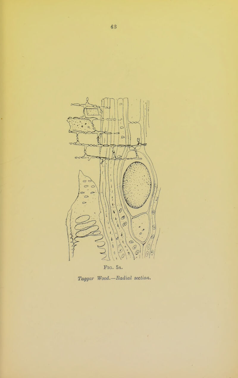 Fig. 5a. Taggar Wood.—Badial section.