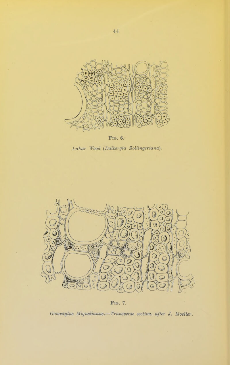 Fig. 6. Lakar Wood [Dalbcrgia Zollingeriana). Fig. 7 Gonostylus Miquelianus.—Transverse section, after J. Moeller.