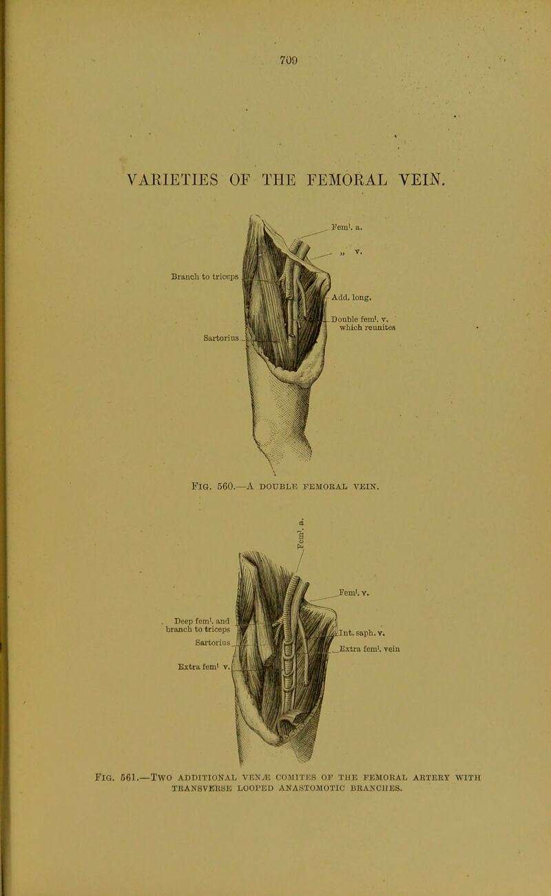 VARIETIES OF THE FEMORAL VEIN. Fig. 561.—Two additional ven^e cojiitks op the femoral artery with TRANSVERSE LOOPED ANASTOMOTIC BRANCHES.