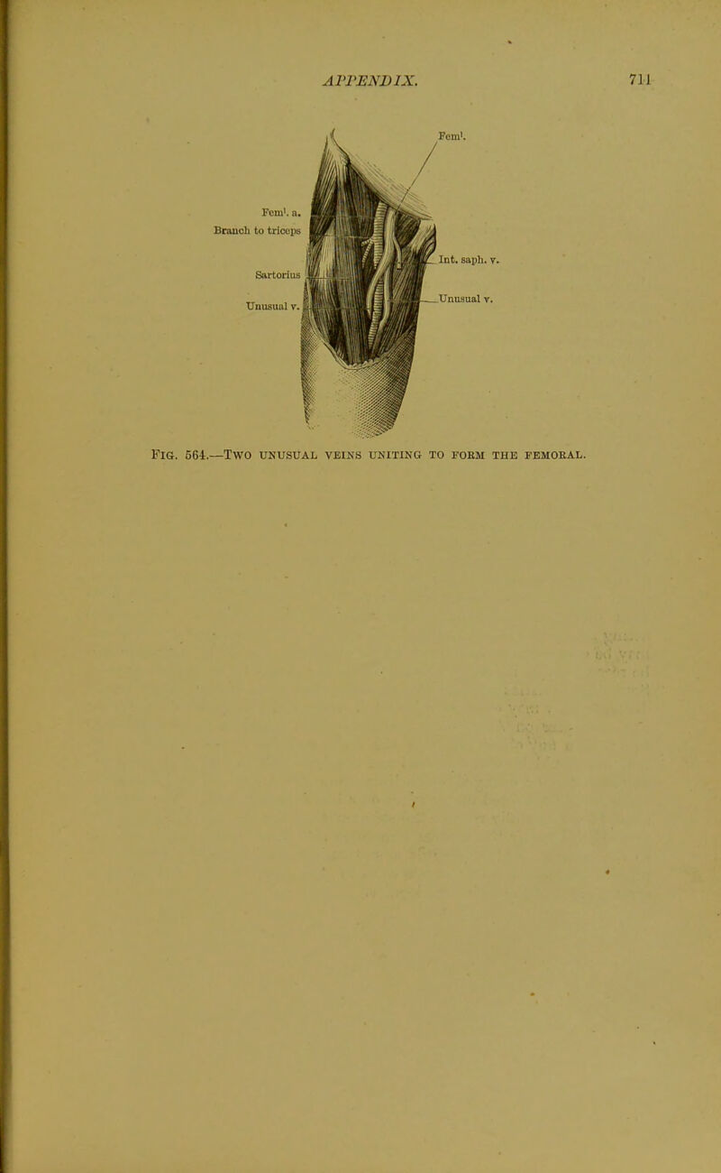 Fig. 564.—Two unusual veins uniting to form the femoeal.