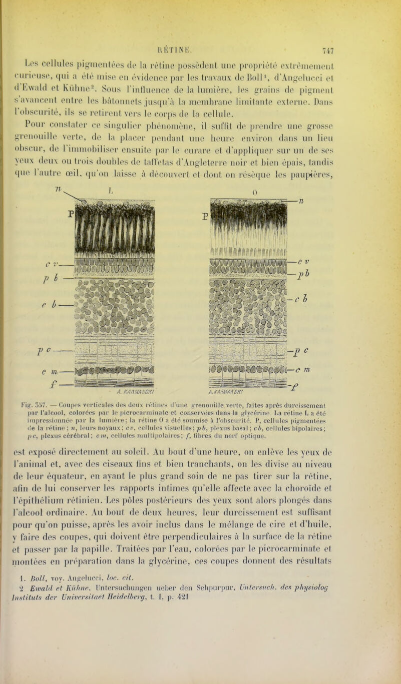 Les cellulos iii^iiiiciiir-os de la ivliiic jiossrdciit imc propi'iôli' cxlivmemciil, ciu-icusc, (|iii a v[c misf en ('vidoiico par les travaux de Uoll ', (rAni^oliicci ol d Kwald ot Kidino-. Sous l'inlluoncc do la lumière, les raiiis (!(> pii^uicnl savaneoul onirc les hàloimots juscju'à la uuMid)raiie liiuitaido oxlorne. Dans l'oltscurilé, ils se ivlirciil vers lo corps de la cellule. Pour constater ce siiij^ulier pluMiouiÎMie, il sul'llt de prendre une grosse grenouille verte, de la placer pendant une heure environ dans un lieu obscur, de rinniM)l)iliser ensnile par le curare et dappliipier sur un de ses yeux deux ou trois doubles de talïetas d'Angleterre noir et bien épais, tandis *pie l'autre œil, (pi'on laisse à découvert et dont on résèque les pau|Mères, Fig. 037. — (loupos verticales tics deux nHiiics d'uno cjTenoiiille vorlc, faites après durcissement par ralcool, colorC(>s pai' le picrocarniiriate et conservOes dans la fjlycérino La rétine L a été iiiiprcs-^ioniiéi' par la liiinière; la l'étlne 0 a été soumise à l'oliscnrito. 1', cellules |iignientées (le la rétiiii': ii, leurs noyaux ; cr. cellulrs visurlles; pipxus basai: cl>, cellules bipolaires ; jic, plexus cérébral : cm, cellules iiiullipolaiies; f, libres du nei l optique. est exposé directement au soleil. An bout d'une heure, on enlève les yeux de l'animal et, avec des ciseaux fins et bien tranchants, on les divise au niveau de leur équateur, en ayant le plus grand soin de ne pas tirer sur la rétine, afin de lui conserver les rapports intimes qu'elle affecte avec la choroïde et l'épilhélium rétinien. Les pôles postérieurs des yeux sont alors plongés dans l'alcool ordinaire. Au bout de deux heures, leur durcissement est suffisant pour qu'on puisse, après les avoir inclus dans le mélange de cire et d'huile, y faire des coupes, qui doivent être pei'pendiculaii'es à la surface de la rétine et passer par la |)apille. Traitées par l'eau, colorées par le picrocarminate et montées en préparation dans la glycérine, ces coiq)es donnent des résultats 1. DoU, voy. AiisoliK't'i. Ewald et Ki'i/nir, lînloi'siicliuiif;cMi U(;i)ei' dcii Solipiii pur, Unleniiich. (tes p/njsiolof/ Insiiluls dcr UnivrrsildPf Heidelherg, t. I, p. 4'2i