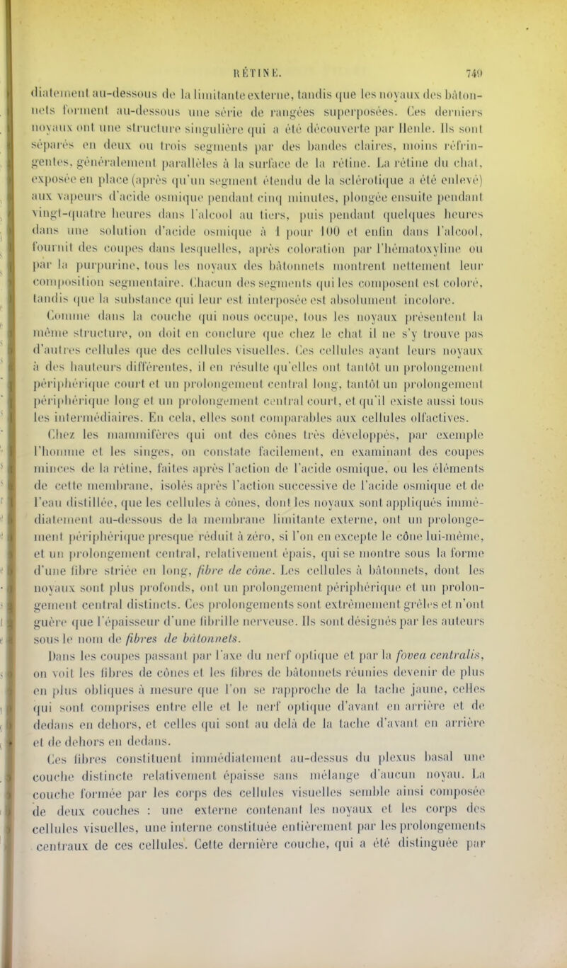 UÉTIISE. 74!) (lialcineiil au-dessous de la liuiilauU; externe, taudis (|ue les noyaux des hàlon- uets toruieut au-dessous une série de rangées superposées. Ces derniei's noyaux ont une structure sin«ulière qui a été découverte par llenle. Ils son! séparés eu deux ou trois segiueids par des liandes claires, moins l'él'rin- gentes. géiUM-alenienl parallèles à la surlace de la rétine. J.a rétine du chat, exposée en place (après qu'un segment étendu de la scléroti([ue a été enlevé) aux vapeurs d'acide osmiqne pendant cinq unnutes, plongée ensuite pendani vingt-cpiatre heures dans TalciKd au tiers, puis pendaid quehjues heures dans une solution d'acide osnùque à 1 |)our 1(10 et enfin dans l'alcool, fournit des coupes dans lestpielles, après coloration pai- l'hématoxyline ou par la puii)urine, tous les noyaux des bâtonnets montient nettement leiu' conqtosilion segmentaire. (lhacun des segments ((uiles conqjoseni est coloré, tandis ^uc la substance qui leiu' est iidei'posée est absolument incolore. Connue dans la couche ([ui nous occu|)e. Ions les noyaux |)rési!iilenl la même structure, ou doit eu conclure que chez le chat il ne s'y trouve pas d'autit's cellules (pie des cellules visuelles, (les cellules ayant leurs noyaux à d(>s hauteiMs dilïérentes, il en l'ésidte (pi'elles ont laidôl un [)i'olongenienl péripliéi'icpu^ coui't et un prolongement central long, taidôl un pi'olongemenl péi'iphéi'ique long et un pi'olongement ceidral court, et qu'il existe aussi tous les intermédiaires. En cela, elles sont conq^arables aux cellules oU'actives. Chez les mammifèi'es (jui ont des cônes très développés, pai' exemple riionune et les singes, on constate facilemeid, l'ii examinant des coupes minces de la rétine, faites après l'action de l'acide osmique, ou les éléments de cette uiend)rane. isolés après l'action successive de l'acide osmique et de l'eau distillée, (jue les cellules à cônes, don! les noyaux sont appli(|ués iimué- diatement au-dessous de la mend)rane linùtantc externe, ont un prolongc- meid j)éripliéri((ue pi'esque réduit à zéro, si l'on en excepte le cône lui-même, et un jirolongenuMit centi'al, relativement épais, qui se montre sous la l'orme d'une fibre striée en long, fibre de cône. Les cellules à bâtonnets, dont les noyaux sont plus profonds, ont un prolongement périphérique et un prolon- gement central distincts. Ces |)i'olongements sont extrémemcMd gi'èlcs et n'ont guère ([ue l'épaisseur d'une ld)i ille n(M-veusc. Ils soid. désignés pai'les auteurs sous le nom de fibres de bàloniiels. Dans les coupes passant pai' l'axe du nerf o|)ti(pie et par la fovea centralis, on voit les fibres de cônes et les libres de bâtonnets réunies devenir de plus on plus obli(iues à mesure que l'on se rapproche de la tache jaune, celles qui sont couqirises entre elle et le nei'f o|)ti(|ue d'avant en arrière et de dedans eu dehors, et celles ((ui sont au delà de la tache d'avant o\\ arrière et de dehors en dedans. Ces fibres constituent immédiatemeid au-dessus du plexus basai une couche distincte relativement épaisse sans Jiiélange d'aucun noyau. La couche formée par les corps des cellules visuelles send)le ainsi <;omposée de deux couches : une externe contenaid les noyaux et les corps des cellules visuelles, une interne constituée entièrement par les prolongcmeids centraux de ces cellules. Cette dernière couche, qui a été distinguée \)nr