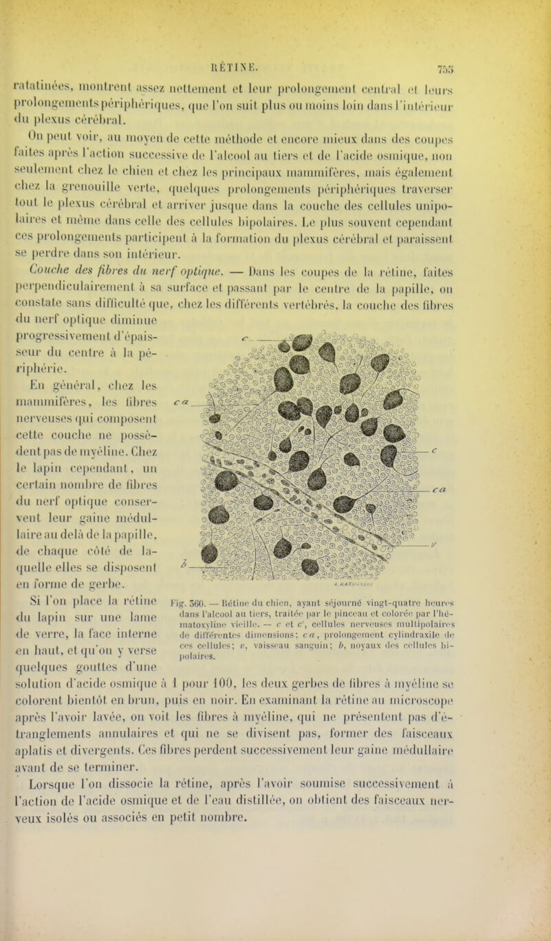 UÉTINE. 7r,5 l'atatiiiôes, montrent assez nettement et leur prolongemeni central el Icm s prolongementspériphériques, que l'on suit plus ou moins loin dans l'intérieur <iu plexus cérébral. On peut voir, au moyen de celte métiiode et encore mieux dans des coupes laites après l'action successive de l'alcool au tiers et de l'acide osmique, non seulement chez le chien et chez les principaux mannniréres, mais également chez la grenouille verte, (pielques pi-olongemenls périphéri(pies traverser tout le plexus cérébral et arrivei-jusque dans la couche des cellules uni|)o- laires et même dans celle des cellules bipolaires. Le j)lus souvent cependani ces pi-olongeinents participent à la formation du plexus céi'ébral et paraissent se perdre dans son intérieur. Couche des fibres du nerf optique. — Dans les coupes de la rétine, faites perpendiculairement à sa surface et passant par le centre de la papille, on constate sans difficulté que, chez les difféi'ents verlébi'és, la couche des libres du nerf optique diminue progressivemen t d'épais- .seur du centre à la pé- liphérie. En général, chez les manunifères, les libres nerveuses qui composent cette couche ne possè- dent pas de myéline. Chez le lapin cependant, un certain nond)re de libres du nerf optique consei- vent leui' gaine médul- laire au delà de la paitille, de chaque côté de la- quelle elles se disposent en forme de gerbe. Si l'on place la rétine du lapin sur une lame de verre, la face interne en haut, et qu'on y verse quelques gouttes d'une solution d'acide osmique à 1 pour 100, les deux gerbes de libres à myéline si' colorent bientôt en brun, puis en noir. En examinant la rétine au microscope après l'avoir lavée, on voit les fdu'es à myéline, (pii ne [)résentent pas d'é- tranglements annulaires et qui ne se divisent pas, former des faisceaux aplatis et divergeids. (les fibres perdent successivement leur gaine médullaire avant de se terminer. Lorsque l'on dissocie la rétine, après l'avoir soumise successivement à l'action de l'acide osmique et de l'eau distillée, on obtient des faisceaux ner- veux isolés ou associés en petit nombre. Kig. 560. — llétino du chien, ayant sojoiirné vingt-qualro Ikhucs dans l'alcool au tiers, traitée par le pinceau et colorée par l'hé- inatoxviiiic vieille. — <H c', cellules nerveuses mullipolaires lie dilTéi-cnles dimensions: en, prolongeincnt cylindraxile de ces cellules; v, vaisseau sanguin; b. noyaux des cidlules l»i- polaires.
