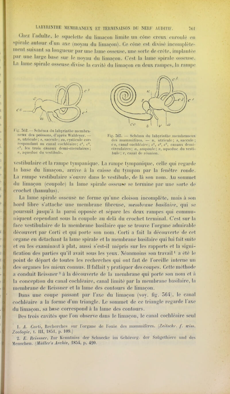 LAHVniiSTIIE MKMliltANKlIX Vit TEHMINAISON 1)1! NEllI' AUDITIF. 7(il (iliez 1 adiiKo, le s(|uolt>(l(> du liniaroii liiiiilc un cùiu' creux enroulé en spirale autour d'un axe (noyau du limaçon). Ce cône est divisé incomplète- ment, suivant sa longueur par une lame osseuse, une sorte décrète, implanté(! par une large base sur le noyau du limaçon. C'est la lame spirale osseuse, l-a lame spirale osseuse divise la cavité du limaçon eu deux rampes, la rampe I- la. ôili.— ScluMiia <hi lal)yrinlho inombra- des poissons, (raprcs Waidi-yor. — II, utriculf; .v, sacctilc; co. cysticiilt' cor- rospoiulanl au canal (•()( lil(''aii-(: c', t-. les trois canaux demi-circulaires; i\ a(|U<'duc du vcslibiili'. ¥\'j;. ôtM. — SclK'iua du labyriiiUn' mcnibi'ani iix des inaniiiiil'(''rt's. — ii, ulrirnir; ,v, sacculc ; co, canal coclilé:iirc; c', c-, c^, canaux demi- circulaires; ti. ampoule: aqueduc duvosli- bul(> ; ?•, canal de rt'union. veslibulaire et la l'ampe tympanique. La rampe tympanique, celle qui regarde la base du limaçon, arrive à la caisse du tympan par la lenêtre l'onde. La rampe vestibulaire s'ouvre dans le vestibule, de là son nom. Au sommet du limaçon (coupole) la lame spirale osseuse se termine par une sorte de crocbet (liamulus). La lame si)irale osseuse ue forme qu'une cloison iucouiplète, mais à sf)u boi-d libre s'attaclie une uuMubrane iibreuse, membrane bnsilaire, qui se poursuit juscju'à la paroi ofjposée et sépare les deux rampes qui conuuu- iit(juent cependant sous la coupole au delà du crocbet terminal. C'est sur la l'ace vestibulaire de la membi'ane basilaire que se trouve l'organe admirable découvert pai Corti et qui porte son nom. Corti a fait la découverte de cet organe en détacbaut la lame spii'ale et la membrane basilaire qui lui fait suite et en les examinant à plat, aussi s'est-il mépris sur les rapports et la signi- fication des parties qu'il avait sous les yeux. iNéanmoins son travail ' a été b; ()oint de départ de toutes les recbercbes qui ont fait de l'oreille interne un des organes les mieux connus. Il fallait y pratiquer des coui)es. (ïette métbode a conduit Ueissner ^ à la découverte de la membrane qui poi'te son nom et à la conception du canal cocliléaire, canal limité par la membrane basilaii'c, la membrane de Ueissnci et la lame des contours de limaçon. Dans une coupe passant par l'axe du limaçon (voy. fig. 564), le canal cocbléaire a la forme d'un triangle. Le sommet de ce triangle regarde l'axe du limaçon, sa base correspond à la lame des contours. Des trois cavités que l'on observe dans le limaçon, le canal cocbléaire seul \. A. Corti, RoclitM'clios sur l'organo do l'ouïe dos iiianiiiiifùros. iZeilschr. /'. wi.yw Zoologie, t. JII, t85t, p. 109.) 2. E. Reis.iner, Ziir KciiiUiiiss der Scliiiccl<o im Gdi6ror<^- dcr Saugelliicrc uiid des Monsclien. {Mïdler's Arcliiv, 1854, p. 420.