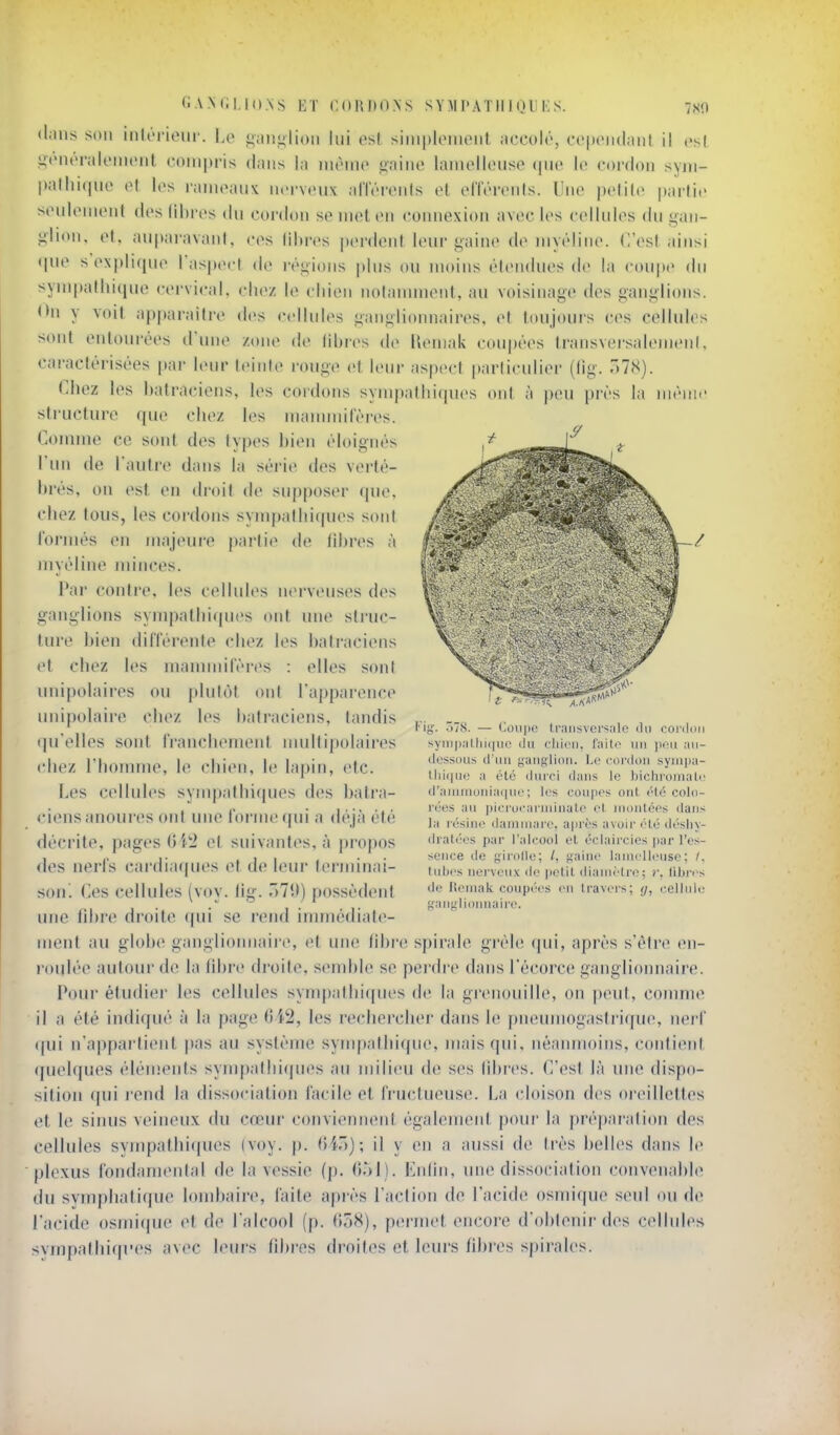 dans son iiili'rionr. Le i;ini-;li()ii lui osl siiii|)liMiioiil accdlr, C('|H>ii(laiil il csl StMiéralenieiit compris (l.iiis la momo saine lanielloiise lo cordon syjn- patlinjuc ol les rainoanx nerveux .iricrcnls et elTérenls. Une pelili» partie seulement des libres du cordon se nuH en (Connexion avec les cellules du gan- glion, et, au[)aravanJ, ces libi-es perdent leur gaine do myéline, (l'est ainsi ([ue sexplicpu^ l'aspect de ivgions plus ou moins étendues de la coupe do sym|)atliique cervical, chez le chien noiannnent, au voisinage des ganglions. On y voit apparaître des cellules ganglionnaires, et toujours ces cellules sont entourées d'mie zone de libres de Uemak coupées transversalenieni, caractérisées par leur teinte rouge et leur aspect particulier (lig. Ô7S). Chez les batraciens, les cordons sympathiques ont à peu prés la même structure que chez l(>s maumnfèi'es. Comme ce sont des types bien éloignés l'un de l'autre dans la série des verté- brés, on est en droit de supposer que, chez tous, les cordons synq)alhi(pu>s sont l'ormés en majeure partie de fibres à myéline juinces. Par contre, les cellules nerveuses des ganglions synq)alhi(pies ont une sti'uc- ture bien dillerente chez les bati'aciens et chez les mannuifères : elles sont unipolaires ou plutôt ont l'apparence unipolaire chez les batraciens, tandis (|u'elles sont franchement multipolaires chez l'homme, le chien, le lapin, etc. Les cellules synqiathiques des bati'a- ciens anoures ont une l'orme qui a déjà été décrite, pages Oitï! et suivantes, à propos des nerl's cardia((ues et de leui' terminai- son! Ces cellules (voy. lig. 7>1\)) possèdent une rd)re droite cpii se rend irmnédiate- ment au globe ganglionnaire, et une fibre spirale gréh; (pu, après s'être en- roulée autour de la fibre droite, s(Mid)le se perdre dans l'écorce ganglionnaire. Pour étudier les cellules synq);ithiques de la grenouille, on peut, comme il a été indiqué à la page OiS, les rechercher dans le pneumogastriciue, nerf (jui n'appartient pas au système sympathique, inaisqui, néanmoins, contient (juelques élémeids synq)athi(|ues au milieu de ses libres. C'est là une dispo- sition qui l'cnd la dissociation facile et fructueuse. La cloison des oreillettes et le sinus veineux du cœur conviennent également pour la préparation des cellules sympathi(|ues (voy. p. (îi')); il y en a aussi de ti'ès belles dans le plexus fondamental de la vessie (p. 051). Enfin, une dissociation convenable du symphatique lond)aire, laite api'ès l'action de l'acide osmique seul ou de l'acide osmi(|ue et de l'alcool (p. (ioK), pcu'met encore d'obtenir des cellules svmpathiqi'es avec leiu's fibres droites et leurs fibres spirales. Fig. T>~H. — Coii|)C transversale «.lu cordon synipaUiique du cliieii, failo un peu au- dessous d'un gang-lioii. Le cordon synipa- Uii((ue a été durci dans le bichromate d'aniuioniaquo; les coupes ont été colo- rées au piei'oi'ariuinate et montées dans la l'ésine dammari', après avoir été <lt''sli\- dratées par l'alcool et éclaircies par l'es- sence de gii'olle; /, gaine lamelleuse; /, tiil)es nerveux de |>etit diamètre; r. fibri s de Remak coupées en travers; (j, cellule ganglionnaire.