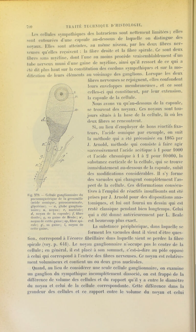 Uf.' T'jO ïliAITK Ti: Cil MU 11^ D U I STOLfXil K. U's cellules svin|)allii(|iies des bMliaciens soiil nelleiiieui limitées; elles sont enlonrêes d'une <.|.sule au-dessous de laquelle ou disliugue des uovaux. Elles sont alteiules, au luèu.e niveau, \m' les d.Mix liinx-s ner- veuses (lu'elles reçoivent : la fibre droite et la libre spirale. Ce sont deux libres sans mvéline, dont l iui.' au moins procède vraisemblablement d'un tube nerveux numi d une i^aine (!.■ myéline, ainsi qu'il ressort de ce qui a été dit plus liaut sur la constitution des cordons sympatliiques et. sur la mo- dilicalion de leurs éléments au voisinage des ganglions. Lorsijue les deux libres nei'veuscs se rejoignent, elles confondent leurs enveloppes membraneuses, et ce soni celles-ci qui constituent, par leur extension, la cajjsule de la cellule. Nous avons vu qu'au-dessous de la capsule, se trouvent des noyaux. Ces noyaux sont tou- jours situés à la base de la cellule, là où les deux fdjres se rencontrent. Si, au lieu d'employer de bons réactifs fixa- teurs, l'acide osmique par exemple, on suit la méthode qui a été préconisée en IStîo par .1. Arnold, méthode cpii consiste à faire agir successivement l'acide acétique à 1 pour dOOO et l'acide chromique à l à '2 pour 10000, la substance coi ticale de la cellule, qui se trouve immédiatement au-dessous de la capsule, subit des modifications considérables. Il s'y forme des vacuoles qui changent complètement l'as- pecl de la cellule. Ces déformations consécu- tives à l'enqjloi de réactifs insuflisants ont été prises par J. Arnold pour des dispositions ana- t{)miques, et lui ont fourni un dessin qui est resté classique pendant bien longtemps. Celui (|ui a été donné antérieurement pai- L. Beale est beaucoup plus exact. La substance périphérique, dans bupielle se forment les vacuoles dont il vient d'être ques- tion, correspond à l'écorce fdjrillaire dans laquelle vient se perdre la fdjre spirale (voy. p. 641). Le noyau ganglionnaii-e n'occupe pas le centre de la cellule; en général, il est placé à son sonuiiet, c'est-à-dire au pôle opj)osé à celui qui correspond à l'entrée des fibres nerveuses. Ce noyau est relative- ment volumineux et contient un ou deux gros nucléoles. Quand, au lieu de considérer une seule cellule ganglionnaire, on examine un ganglion du sympathique incomplètement dissocié, on est frappé de la différence de volume des cellules et du rapport qu'il y a entre le diamètre du noyau et celui de la cellule correspondante. Cette difféi-ence dans la grandeur des cellules et ce rapport entre le volume du noyau et celui l'ig. 370. — CcUuIo gang-lionnairo du pnc'iimogaslriquf de la gri'iiouilic (acide osmique, ])iciocarmliiale, glycérine). — a, f;lo)K' gaiigiion- iiaire; ri, noyau: r. nucléole; à. noyau de la caiisulo; f. libre droite; f/, sa gaine de llenlc; n', noyau de celle gaine; .s-/;, fibre spi- rale: (7', sa gaine; noyau de celle gaine.