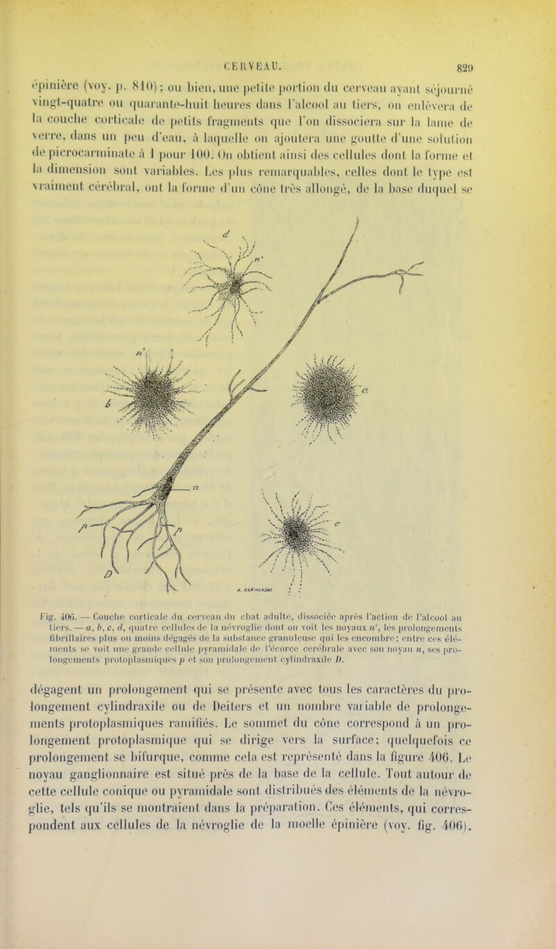 t'piniùre (voy. p. 810); ou buMi,uiie petite portion du cerveau ayant séjourné vingt-quatre ou ipiaianle-huit heures dans l'alcool au tiers, on enlèvera de la couche corticale de petits fragments (pie l'on dissociera sur la lame de verre, dans un peu d'eau, à laquelle on ajoutera une goutte d une solution de picrocai-niinale à 1 pour lUO. On obtient ainsi des cellules dont la l'orme el la dimension sont variables. Les plus remaripiables, celles dont le type est vraiment cérébral, ont la l'orme d'un cône très allongé, de la base duquel se Fig. KM). — Couclic corticale ilii cerveau du cliat adulte, dissociée après l'action de l'aleool an tiers. — a, h, c. d, quatre cellules de la ut'vroglie dont on voit les noyaux Ji', les prolong^enieuts fihrillaires plus ou moins iir'<;agés île la substance granuleuse qui les encombre; entre ces élé- iiienls se voit nue urandc cellule pyramidale de l'écorce ceri'brale avec son noyau «, ses jiro- lougoiiients pi-otoplasMiiques;j et son juoiouHemeut cylin<liaxile I). dégagent un prolongement qui se présente avec tous les caractères du pro- longement cylindraxile ou de Deiters et un nombre variable de prolonge- ments })rotoplasmiques ramidés. Le sommet du cône correspond à un j)ro- longement proloplasmitpie qui se dirige vers la surface; (pielquefois ce prolongement se Infurque, comme cela est repi'ésenté dans la figui-e iOO. Le noyau ganglionnaire est situé près de la base de la cellule. Tout autoui- de celte cellule conique ou pyramidale sont distribués des éléments de la névro- glie, tels qu'ils se montraient dans la préparation. Ces éléments, qui corres- pondent aux cellules de la névroglie de la moelle cpinière (voy. fig. iOtî).