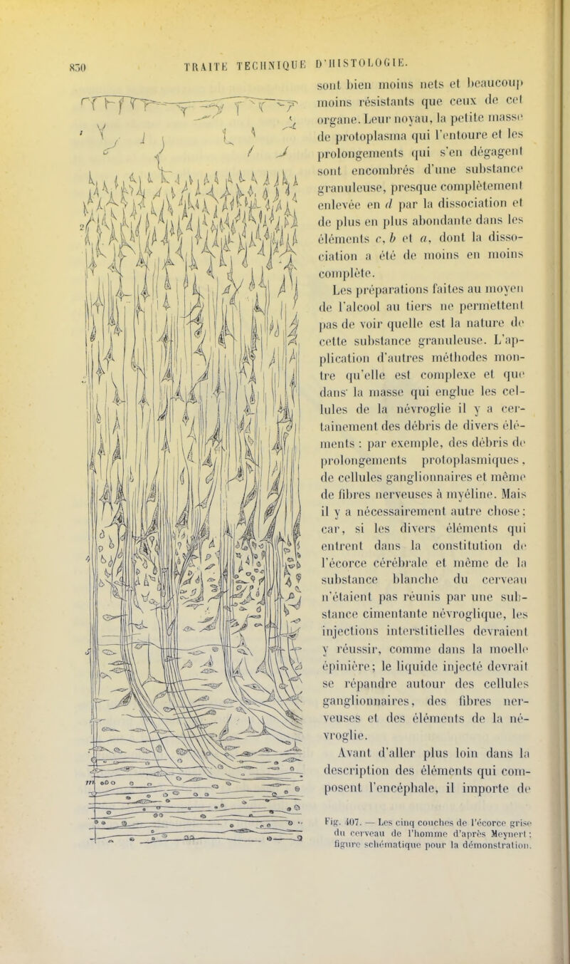 850 TRAITE TECHNIQUE D'HISTOLOGIE. sont bien moins nets et beaucoup moins résistants que ceux de cel organe. Leur noyau, la petite masse de protoplasma qui l'entoure et les prolongements qui s'en dégageni sont encombrés d'une substance granuleuse, presque complètemeni enlevée en d par la dissociation et de plus en plus abondante dans les éléments c, h et a, dont la disso- ciation a été de moins en moins complète. Les préparations faites au moyen de l'alcool au tiers ne permettent pas de voir quelle est la nature de cette substance granuleuse. L'ap- plication d'autres métbodes mon- tre qu'elle est complexe et que dans' la masse qui englue les cel- lules de la névroglie il y a cei- tainement des débris de divers élé- ments : par exemple, des débris de prolongements protoplasmiques, de cellules ganglionnaires et même de fdjres nerveuses à myéline. Mais il y a nécessairement autre cbose: car, si les divers éléments qui entrent dans la constitution de l'écorce cérébrale et même de la substance blancbe du cerveau n'étaient pas réunis par une sub- stance cimentante névroglique, les injections interstitielles devraient y réussir, comme dans la moelle épiniére; le liquide injecté devrait se répandre autour des cellules ganglionnaires, des fibres ner- veuses et des éléments de la né- vroglie. Avant d'aller plus loin dans la description des éléments qui com- posent l'encépbale, il importe de FiR. 107. — Los cinq couchos de l'écorcp prise du reivpau de l'homme d'après Meynerl ligure schématique pour la démonstration