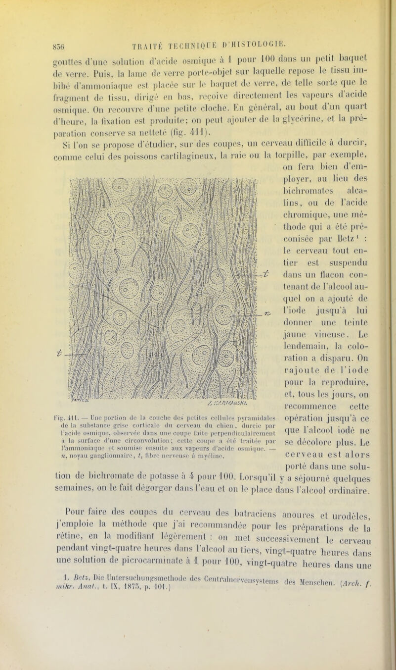 gouttes d'une solution d'acide osmiquc à 1 pour 100 dans un petit baquet de ven-e. Puis, la lame de ven e porte-objet sur laquelle repose le tissu im- bibé dammonia(|ue est placée sur le baquet de verre, de telle sorte que le fragment de tissu, dirigé (Mi has, reçoive directement les vapeurs d'acide osmiqne. On recouvre d'une petite clocbe. En général, au bout d'un quart d'heure, la lixation est produite; on peut ajouter de la glycérine, et la pré- paration conserve sa netteté (tig. 411). Si l'on se propose d'étudiei-, siu' des coupes, un cerveau difficile à durcir, connue celui des poissons cartilagineux, la l'aie ou la torpille, par exemple, (tn fera bien d'em- ployer, au lieu des bichromates alca- lins, ou de l'acide cbromique, une mé- thode qui a été pré- conisée par Betz ' : le cerveau tout en- tici- est suspendu dans un ilacon con- tenant de l'alcool au- (|uel on a ajouté de l'iode jusqu'à lui donner une teinte jaune vineuse. Le lendemain, la colo- ration a disparu. On rajoute de l'iode pour la reproduire, et, tous les jours, on recommence cette Fig. ill. — Une porLidii de hi couche des peliles cellules pyr.iiiiidules Opération jusqu'ù ce delà substance grise corUc;ile du cerveau du cliieii, durcie par i. i i • J ■ l'acide osmique, observée dans une coupe faite perpendiculairement ^lUe 1 illCOOl lOUC ne à la surface d'une circonvolution; celte coupe a été Irailée par gg décolore plus. Le l'ammoniaque et soumise ensuite aux vapeurs d'acidi^ osnii(|U(>. — », noyau ganglionnaire, /, libre nerveuse à myéline, cerveau est alors porté dans une solu- tion de bichromate de potasse à 4 pour 100. Lorsqu'il y a séjourné quelques semaines, on le fait dégorger dans l'eau et on le place dans l'alcool ordinaire. Pour faire des coupes du cerveau des batraciens anoures et urodèles, j'emploie la méthode que j'ai recommandée pour les préparations de là rétine, en la modifiant légèrement : on met successivement le cerveau pendant vingt-quatre beui-es dans l'alcool au tiers, vingt-quatre heures dans une solution de picrocarminate à 1. pour 100, vingt-quatre heures dans une .i.'^t^'l'lx^'^lTïïï;^'^ Ce,.,.a,.,e..vensysto.s des Menschc. ,Arc,. f.