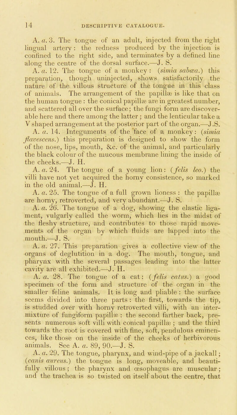 A. «. 3. The tongue of an adult, injected from the right lingual artery : the redness produced by the injection is confined to the right side, and terminates by a defined line along the centre of the dorsal surface.—J. S. A. a. 12. The tongue of a monkey : {simia sabcca.) this preparation, tliough uninjected, shows satisfactorily the nature of the villous structure of the tongue in this class of animals. The arrangement of the papillae is like that on the human tongue : the conical papillde are in greatest number, and scattered all over the surface; the fungi form are discover- able here and there among the latter ; and the lenticular take a V shaped arrangement at the posterior part of the organ.—J .S. A. a. 14. Integuments of the face of a monkey: {simia Jiavescens.) this preparation is designed to show the foi'm of the nose, lips, mouth, 8cc. of the animal, and particularly the black colour of the mucous membrane lining the inside of the cheeks.—J. H. A. «. 24. The tongue of a young lion: {felis leo.) the villi have not yet acquired the horny consistence, so marked in the old animal.—J. H. A. a. 25. The tongue of a full grown lioness : the papillae are homy, retroverted, and very abundant.—J. S. A. a. 26. The tongue of a dog, showing the elastic liga- ment, vulgarly called the worm, which lies in the midst of the tleshy structure, and contributes to those rapid move- ments of the organ by which fluids are lapped into the mouth.—J. S. A. a. 27. This preparation gives a collective view of the organs of deglutition in a dog. The mouth, tongue, and pharynx with the several passages leading into the latter cavity are all exhibited.—J. H. A. a. 28. The tongue of a cat: {felis catus.) a good specimen of the form and structure of the organ in the smaller feline animals. It is long and pliable : the surface seems divided into three parts : the first, towards the tip, is studded over with horny retroverted villi, with an inter- mixture of fungiform papillae : the second farther back, pre- sents numerous soft villi with conical papillae ; and the third towards the root is covered with fine, soft, pendulous eminen- ces, like those on the inside of the cheeks of herbivorous animals. See A. a. 89, 90.—J. S. A. a. 29. The tongue, pharynx, and wind-pipe of a jackall; {cams aureus.) the tongue is long, moveable, and beauti- fully villous ; the pharynx and oesophagus are muscular; and the trachea is so twisted on itself about the centre, that