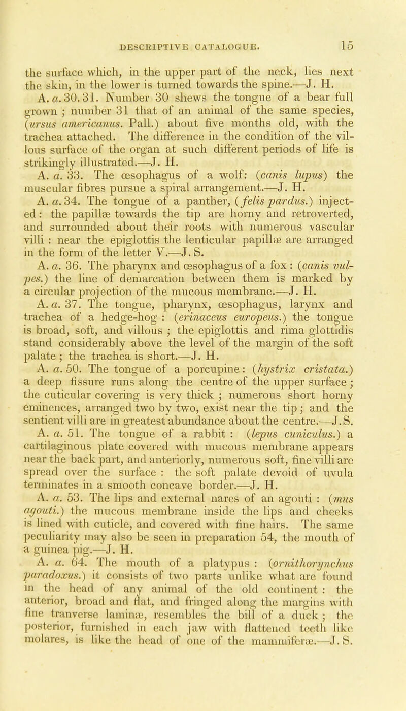 the suituce which, in the upper part of the neck, lies next the skin, in the lower is turned towards the spine.—J. H. A. fl.30.31. Number 30 shews the tongue of a bear full grown ; number 31 that of an animal of the same species, {ursus americanus. Pall.) about five months old, with the trachea attached. The difference in the condition of the vil- lous surface of the organ at such different periods of life is strikingly illustrated.—J. H. A. a. 33. The oesophagus of a wolf; (canis lupus) the muscular fibres pursue a spiral arrangement.—J. H. A. a. 34. The tongue of a panther, {felispardus.) inject- ed : the papillae towards the tip are horny and retroverted, and surrounded about their roots with numerous vascular villi : near the epiglottis the lenticular papillae are arranged in the form of the letter V.—J. S. A. a. 36. The pharynx and oesophagus of a fox : (canis vul- pes.) the line of demarcation between them is marked by a circular projection of the mucous membrane.—J. H. A. a. 37. The tongue, phaiynx, oesophagus, larynx and trachea of a hedge-hog : {erinaceus europeus.) the tongue is broad, soft, and villous ; the epiglottis and rima glottidis stand considerably above the level of the margin of the soft palate ; the trachea is short.—J. H. A. a. 50. The tongue of a porcupine: {Jiystrix cristata.) a deep fissure runs along the centre of the upper surface ; the cuticular covering is very tliick ; numerous short horny eminences, arranged two by two, exist near the tip ; and the sentient villi are in greatest abundance about the centre.—J.S. A. a. 51. The tongue of a rabbit : {lepus euniculus.) a cartilaginous plate covered with mucous membrane appears near the back part, and anteriorly, numerous soft, fine villi are spread over the surface : the soft palate devoid of uvula terminates in a smooth concave border.—J. H. A. a. 53. The lips and external nares of an agouti : {mus agouti.) the mucous membrane inside the lips and cheeks is lined with cuticle, and covered with fine hairs. The same peculiarity may also be seen in preparation 54, the mouth of a guinea pig.—J. H. A. a. 64. The mouth of a platypus : {ornithorynchiis paradoxus.) it consists of two parts unlike what are found in the head of any animal of the old continent : the anterior, broad and flat, and fringed along the margins with fine tranverse lamintp, resembles the bill of a duck ; the posterior, furnished in each jaw with flattened teeth like molarcs, is Uke the head of one of the mammiferai.—J.S.