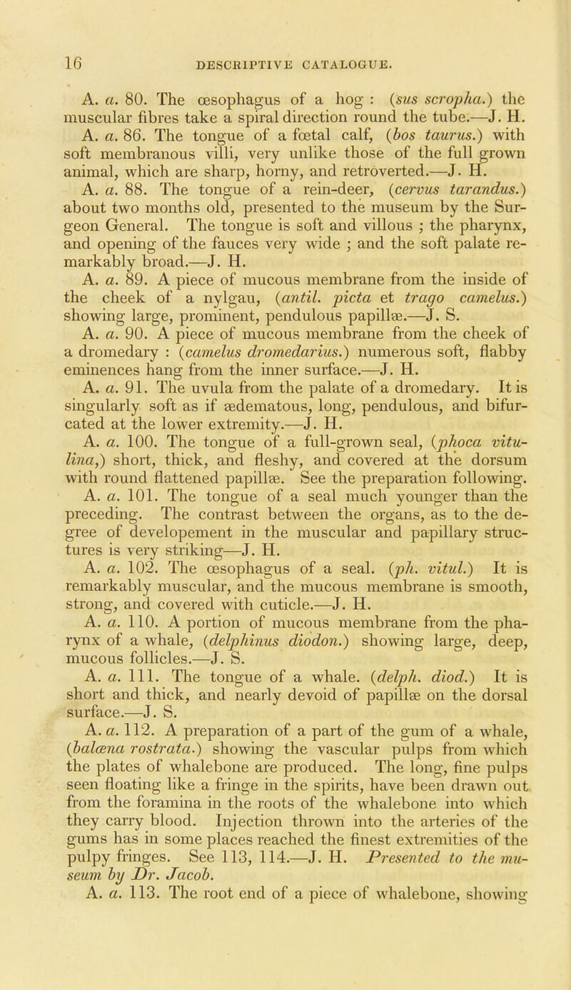 A. a. 80. The oesophagus of a hog : (sms scropha.) the muscular fibres take a spiral direction round the tube.—J. H. A. a. 86. The tongue of a foetal calf, (bos taurus.) with soft membranous villi, very unlike those of the full grown animal, which are sharp, horny, and retroverted.—J. H. A. a. 88. The tongue of a rein-deer, {cervus tarandus.) about two months old, presented to the museum by the Sur- geon General. The tongue is soft and villous ; the pharynx, and opening of the fauces very wide ; and the soft palate re- markably broad.—J. H. A, a. 89. A piece of mucous membrane from the inside of the cheek of a nylgau, {antil. picta et trago camelus.) showing large, prominent, pendulous papillse.—J. S, A. a. 90. A piece of mucous membrane from the cheek of a dromedary : {camelus dromedarius.) numerous soft, flabby eminences hang from the inner surface.—J. H. A. a. 91. The uvula from the palate of a dromedary. It is singularly soft as if sedematous, long, pendulous, and bifur- cated at the lower extremity.—J. H. A. a. 100. The tongue of a full-grown seal, {phoca vitu- lina,) short, thick, and fleshy, and covered at the dorsum with round flattened papillae. See the preparation following. A. a. 101. The tongue of a seal much younger than the preceding. The contrast between the organs, as to the de- gree of developement in the muscular and papillary struc- tures is very striking—J. H. A. a. 102. The oesophagus of a seal. (ph. vitul.) It is remarkably muscular, and the mucous membrane is smooth, strong, and covered with cuticle.—J. H. A. a. 110. A portion of mucous membrane from the pha- rynx of a whale, {delphinus diodon.) showing large, deep, mucous follicles.—J. S. A. a. 111. The tongue of a whale, (delph. diod.) It is short and thick, and nearly devoid of papillae on the dorsal surface.—J. S. A. a. 112. A preparation of a part of the gum of a whale, (halcBna rostrata.) showing the vascular pulps from which the plates of whalebone are produced. The long, fine pulps seen floating like a fringe in the spirits, have been drawn out from the foramina in the roots of the whalebone into which they carry blood. Injection thrown into the arteries of the gums has in some places reached the finest extremities of the pulpy fringes. See 113, 114.—J. H. Presented to the mu- seum by Dr. Jacob. A. a. 113. The root end of a piece of whalebone, showing