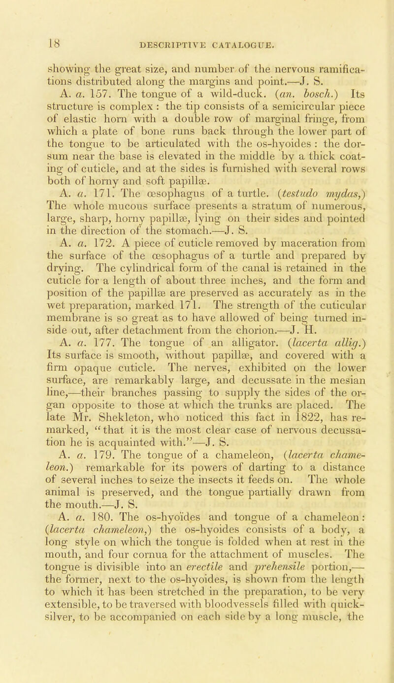 showing tlie great size, and number of the nervous ramifica- tions distributed along the margins and point.—J. S. A. a. 157. The tongue of a wild-duck, {an. hosch.) Its structure is complex : the tip consists of a semicircular piece of elastic horn with a double row of marginal fringe, from which a plate of bone runs back through the lower part of the tongue to be articulated with the os-hyoides : the dor- sum near the base is elevated in the middle by a thick coat- ing of cuticle, and at the sides is furnished with several rows both of horny and soft papillas. A. a. 171. The oesophagus of a turtle, {testudo mydas,) The whole mucous surface presents a stratum of numerous, large, sharp, horny papillse, lying on their sides and pointed in the direction of the stomach.—J. S. A. a. 172. A piece of cuticle removed by maceration from the surface of the oesophagus of a turtle and prepared by drying. The cylindrical form of the canal is retained in the cuticle for a length of about three inches, and the form and position of the papillfB are preserved as accurately as in the wet preparation, mai'ked 171. The strength of the cuticular membrane is so great as to have allowed of being turned in- side out, after detachment from the chorion.—J. H. A. a. 177. The tongue of an alligator, {lacerta allig.) Its surface is smooth, without papillae, and covered with a firm opaque cuticle. The nerves, exhibited on the lower surface, are remarkably large, and decussate in the mesian line,—their branches passing to supply the sides of the or- gan opposite to those at which the trunks are placed. The late Mr. Shekleton, who noticed this fact in 1822, has re- marked,  that it is the most clear case of nervous decussa- tion he is acquainted with.—J. S. A. a. 179. The tongue of a chameleon, {lacerta chame- leon.) remarkable for its powers of darting to a distance of several inches to seize the insects it feeds on. The whole animal is preserved, and the tongue partially drawn from the mouth.—J. S. A. a. 180. The os-hyoides and tongue of a chameleon: {lacerta chameleon,) the os-hyoides consists of a body, a long style on which the tongue is folded when at rest in the mouth, and four cornua for the attachment of muscles. The tongue is divisible into an erectile and prehensile portion,— the foraier, next to the os-hyoides, is shown from the length to which it has been stretched in the preparation, to be very extensible, to be traversed with bloodvessels filled with quick- silver, to be accompanied on each side by a long muscle, the