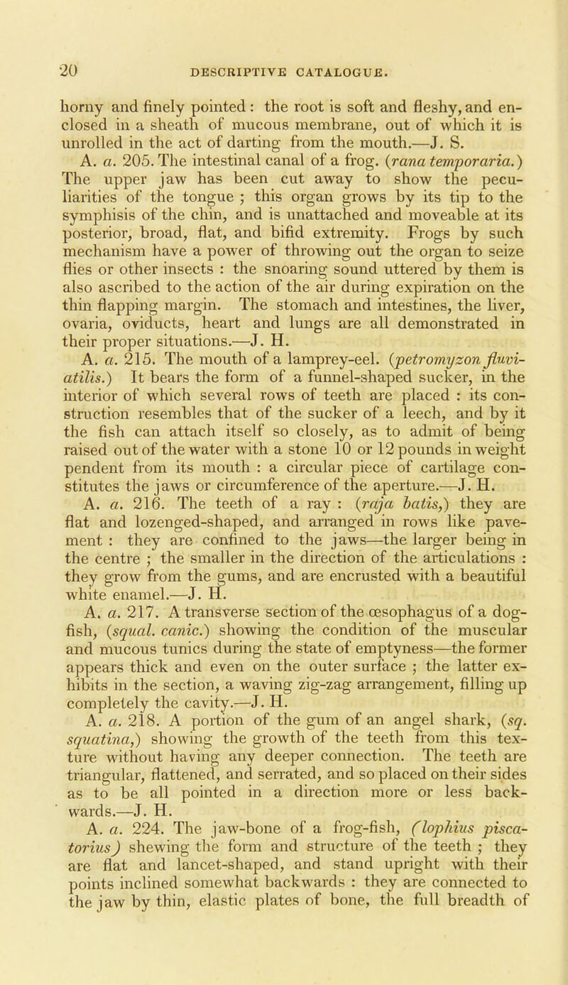 horny and finely pointed : the root is soft and fleshy, and en- closed in a sheath of mucous membrane, out of which it is unrolled in the act of darting from the mouth.—J. S. A. a. 205. The intestinal canal of a frog, {rana temporaria.) The upper jaw has been cut away to show the pecu- liarities of the tongue ; this organ grows by its tip to the symphisis of the chin, and is unattached and moveable at its posterior, broad, flat, and bifid extremity. Frogs by such mechanism have a power of throwing out the oi'gan to seize flies or other insects : the snoaring sound uttered by them is also ascribed to the action of the air during expiration on the thin flapping margin. The stomach and intestines, the liver, ovaria, oviducts, heart and lungs are all demonstrated in their proper situations.—J. H. A. a. 215. The mouth of a lamprey-eel. {petromyzon fluvi- atilis.) It bears the form of a funnel-shaped sucker, in the interior of which several rows of teeth are placed : its con- struction resembles that of the sucker of a leech, and by it the fish can attach itself so closely, as to admit of being raised out of the water with a stone 10 or 12 pounds in weight pendent from its mouth : a circular piece of cartilage con- stitutes the jaws or circumference of the aperture.—J. H. A. a. 216. The teeth of a ray : {raja baiis,) they are flat and lozenged-shaped, and arranged in rows like pave- ment : they are confined to the jaws—the larger being in the centre ; the smaller in the direction of the articulations : they grow from the gums, and are encrusted with a beautiful white enamel.—J. H. A. a. 217. A transverse section of the ossophagus of a dog- fish, {squal. canic.) showing the condition of the muscular and mucous tunics during the state of emptyness—the former appears thick and even on the outer surface ; the latter ex- hibits in the section, a waving zig-zag arrangement, filling up completely the cavity.—J. H. A. a. 218. A portion of the gum of an angel shark, (sq. squatina,) showing the growth of the teeth from this tex- ture without having any deeper connection. The teeth are triangular, flattened, and serrated, and so placed on their sides as to be all pointed in a direction more or less back- wards.—J. H. A. a. 224. The jaw-bone of a frog-fish, (lopJiius pisca- torius) shewing the form and structure of the teeth ; they are flat and lancet-shaped, and stand upright with their points inclined somewhat backwards : they are connected to the jaw by thin, elastic plates of bone, the full breadth of