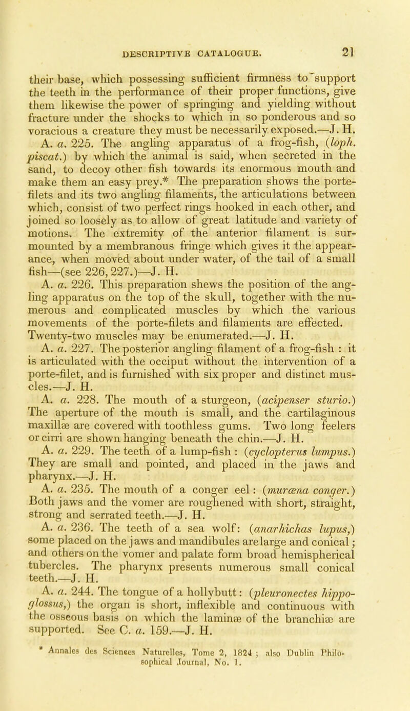 their base, which possessing sufficient firmness to~support the teeth in the performance of their proper functions, give them hkewise the power of springing and yielding without fracture under the shocks to which in so ponderous and so voracious a creature they must be necessarily exposed.—J. H. A. a. 225. The anghng apparatus of a frog-fish, {loph. piscat.) by which the animal is said, when secreted in the sand, to decoy other fish towards its enormous mouth and make them an easy prey.* The preparation shows the porte- filets and its two angling filaments, the articulations between which, consist of two perfect rings hooked in each other, and joined so loosely as to allow of great latitude and variety of motions. The extremity of the anterior filament is sur- mounted by a membranous fringe which gives it the appear- ance, when moved about under water, of the tail of a small fish—(see 226,227.)—J. H. A. a. 226. This preparation shews the position of the ang- ling apparatus on the top of the skull, together with the nu- merous and complicated muscles by which the various movements of the porte-filets and filaments are effected. Twenty-two muscles may be enumerated.—J. H. A. a. 221. The posterior angling filament of a frog-fish : it is articulated with the occiput without the intervention of a porte-filet, and is furnished with six proper and distinct mus- cles.—J. H. A. a. 228. The mouth of a sturgeon, {acipenser sturio.) The aperture of the mouth is small, and the cartilaginous maxillse are covered with toothless gums. Two long feelers or cirri are shown hanging beneath the chin.—J. H. A. a. 229. The teeth of a lump-fish : {cyclopterus lumpus.) They are small and pointed, and placed in the jaws and pharynx.—J. H. A. a. 235. The mouth of a conger eel: {murcena conger.) Both jaws and the vomer are roughened with short, straight, strong and serrated teeth.—J. H. A. a. 236. The teeth of a sea wolf: {anarhichas lupus,) some placed on the jaws and mandibules arelarge and conical ; and others on the vomer and palate form broad hemispherical tubercles. The pharynx presents numerous small conical teeth.—J. H. A. a. 244. The tongue of a hoUybutt: (pleuronectes hippo- glossus,) the organ is short, inflexible and continuous with the osseous basis on which the lamineE of the branchiae are supported. See C. a. 159.—J. H. • Annales cics Scienees Naturelles, Tome 2, 1824 ; also Dublin Philo- sophical Journal, No. 1.