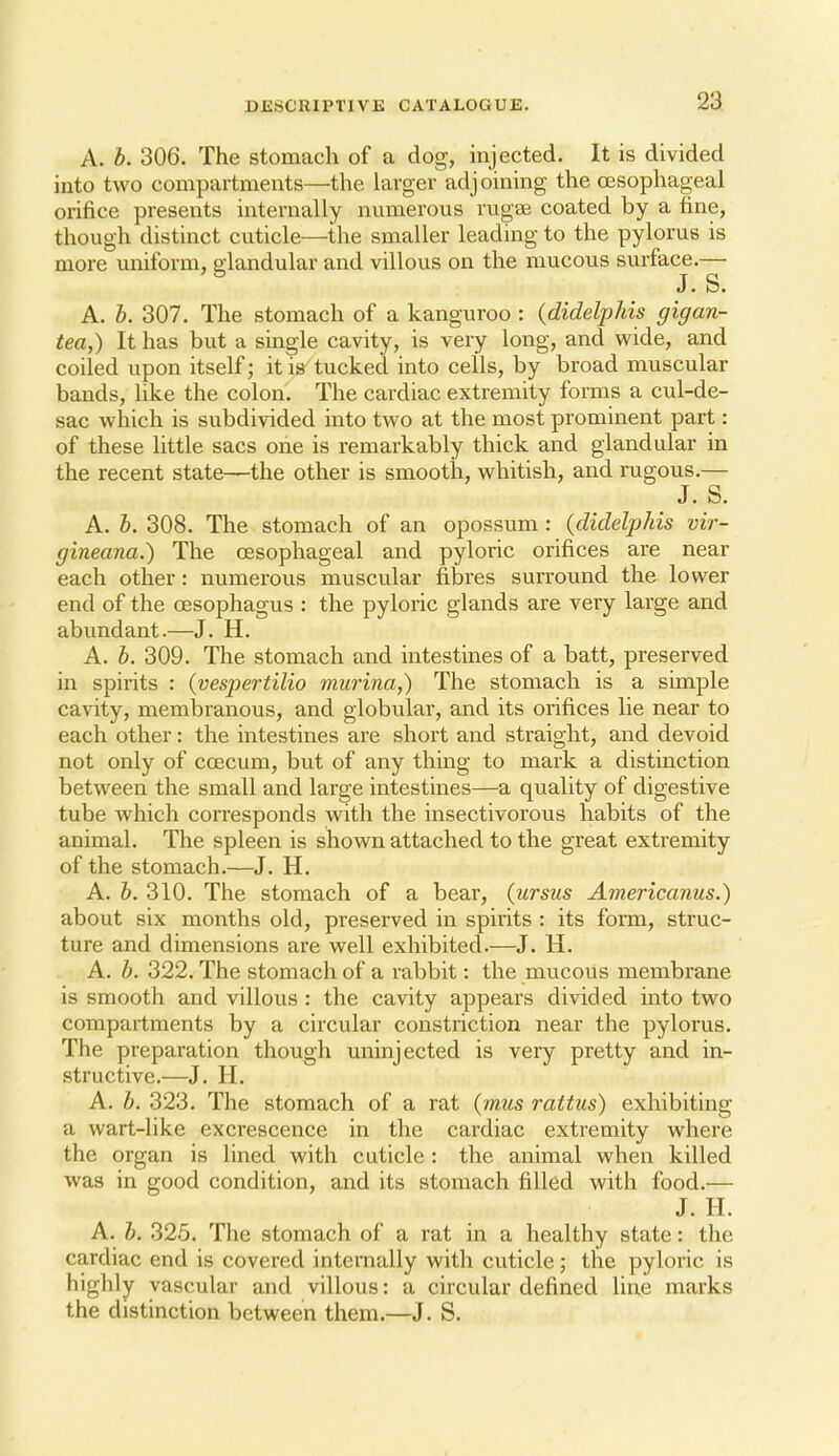 A. b. 306. The stomach of a dog, injected. It is divided into two compartments—the larger adjoining the oesophageal orifice presents internally nmiierous rugae coated by a fine, though distinct cuticle—the smaller leading to the pylorus is more uniform, glandular and villous on the mucous surface.— ^ J. S. A. h. 307. The stomach of a kanguroo : (didelphis gigan- tea,) It has but a single cavity, is very long, and wide, and coiled upon itself; it is tucked into cells, by broad muscular bands, like the colon. The cardiac extremity forms a cul-de- sac which is subdivided into two at the most prominent part: of these little sacs one is remarkably thick and glandular in the recent state—the other is smooth, whitish, and rugous.— J. S. A. h. 308. The stomach of an opossum: {didelphis vir- gineana.) The oesophageal and pyloric orifices are near each other: numerous muscular fibres surround the lower end of the (Esophagus : the pyloric glands are very large and abundant.—J. H. A. h. 309. The stomach and intestines of a batt, preserved in spirits : {vespertilio murina,) The stomach is a simple cavity, membranous, and globular, and its orifices lie near to each other: the intestines are short and straight, and devoid not only of coecum, but of any thing to mark a distinction between the small and large intestines—a quality of digestive tube which corresponds with the insectivorous habits of the animal. The spleen is shown attached to the great extremity of the stomach.—J. H. A. b. 310. The stomach of a bear, (ursus Americanus.) about six months old, preserved in spirits : its form, struc- ture and dimensions are well exhibited.—J. H. A. b. 322. The stomach of a rabbit: the mucous membrane is smooth and villous : the cavity appears divided into two compartments by a circular constriction near the pylorus. The preparation though uninjected is very pretty and in- structive.—J. H. A. b. 323. The stomach of a rat {mus rattus) exhibiting a wart-like excrescence in the cardiac extremity where the organ is lined with cuticle: the animal when killed was in good condition, and its stomach filled with food.— J. H. A. b. 325. The stomach of a rat in a healthy state: the cardiac end is covered internally with cuticle; the pyloric is highly vascular and villous: a circular defined line marks the distinction between them.—J. S.